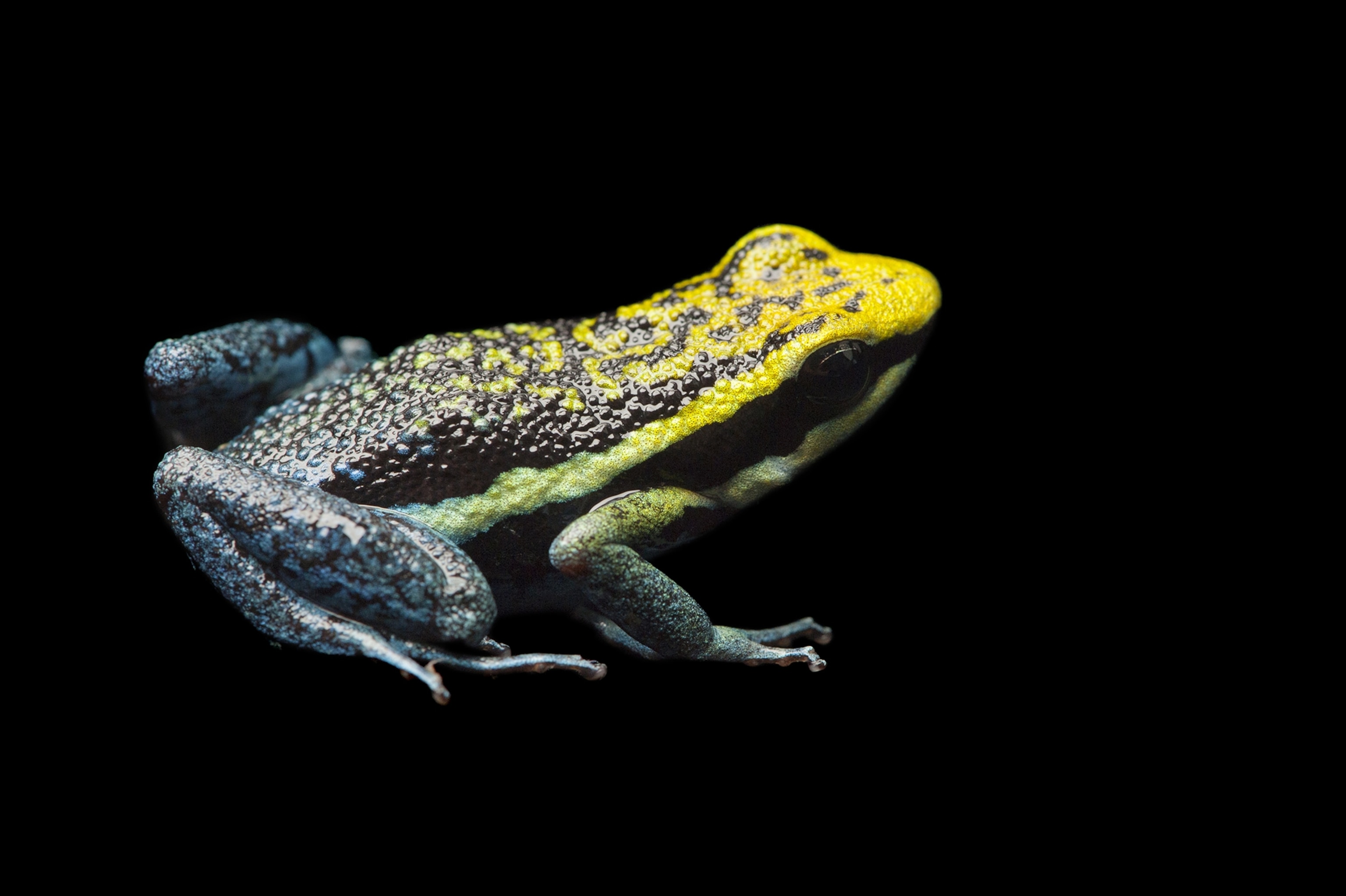 a Pepperi poison dart frog