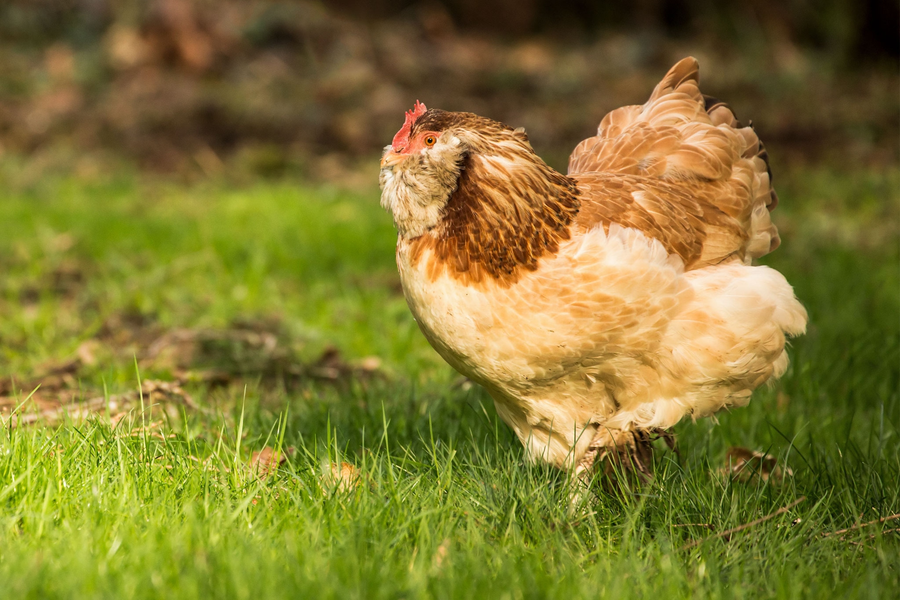 a Faverolle chicken