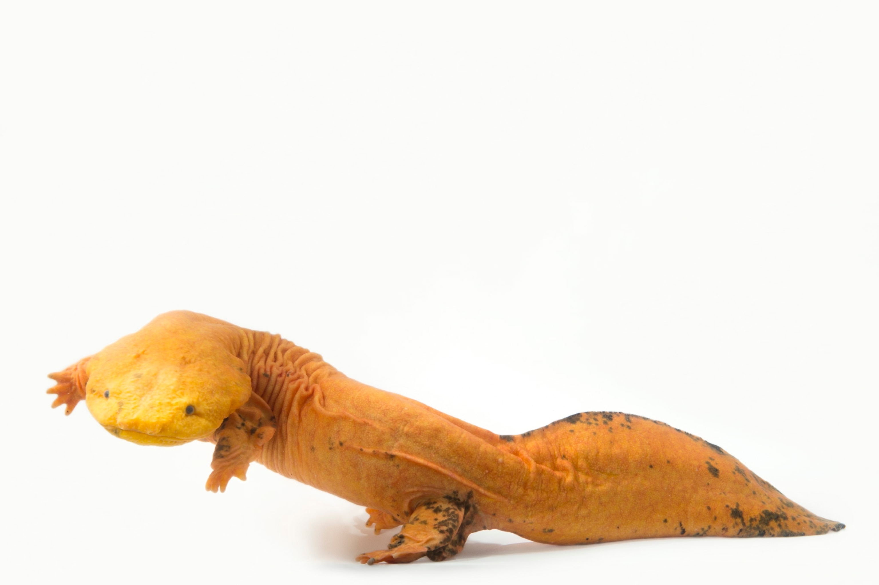 hellbender