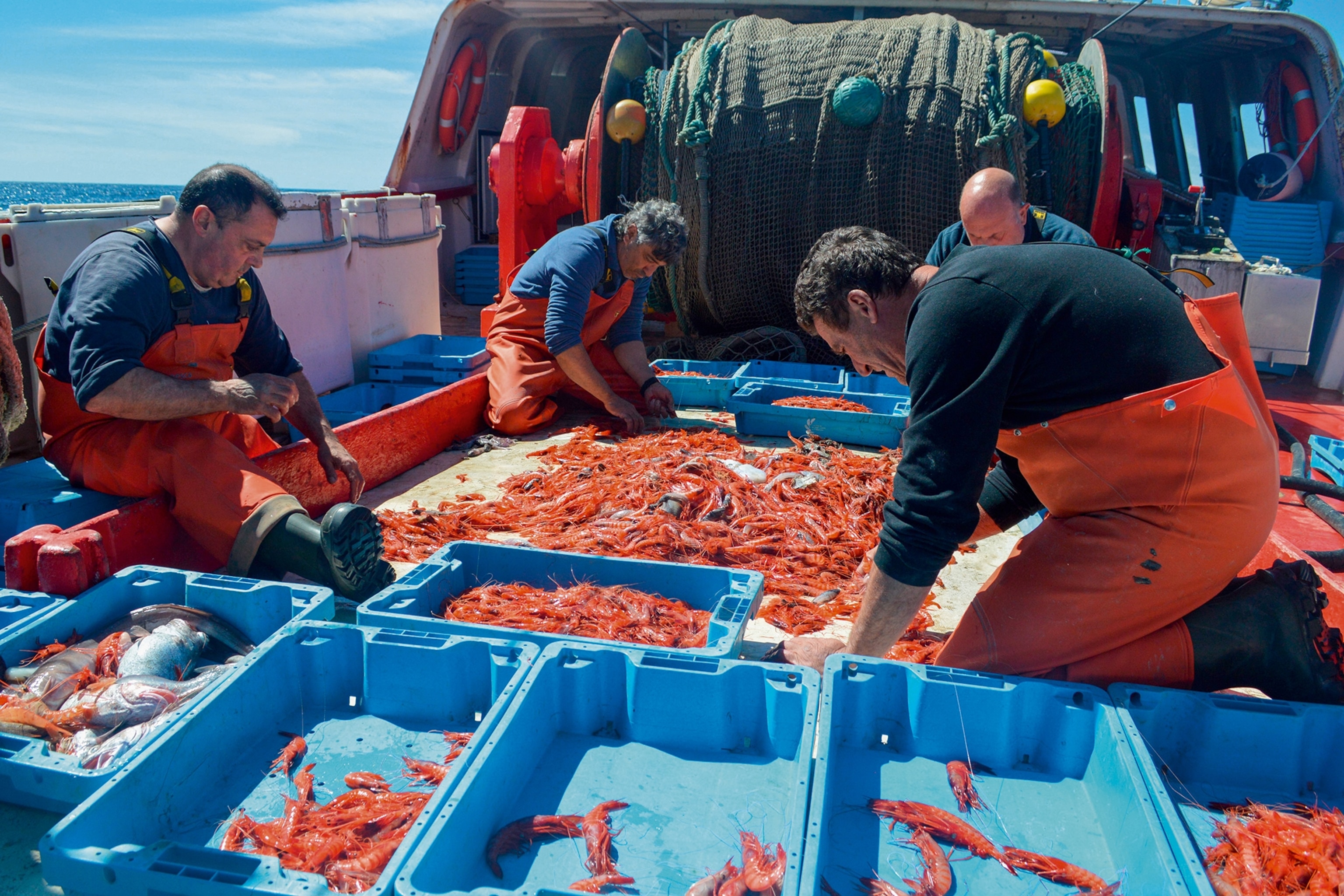 Fishermen kneel on a boat sorting prawns into different trays
