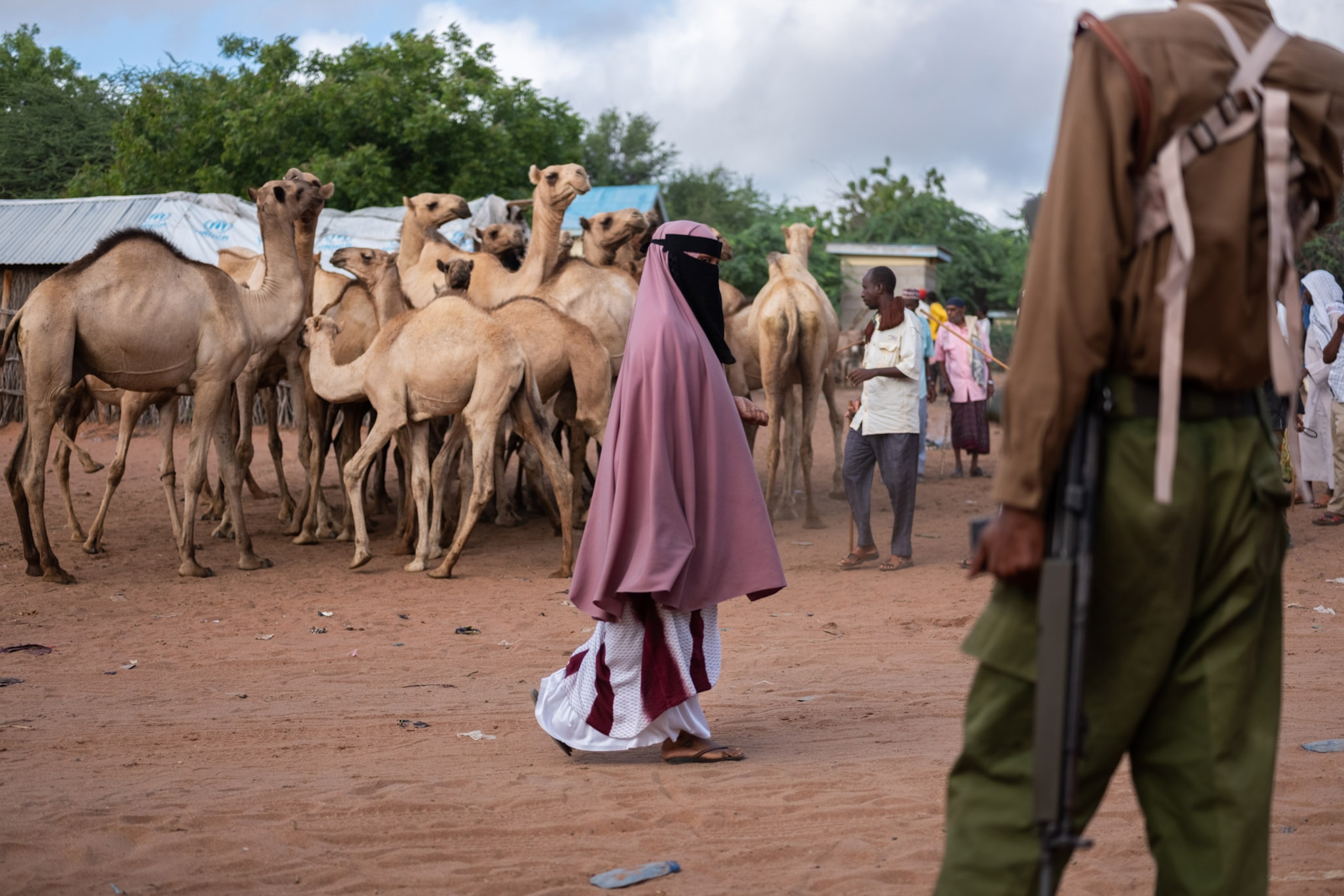 a woman in a pink scarf walking past a group of camels