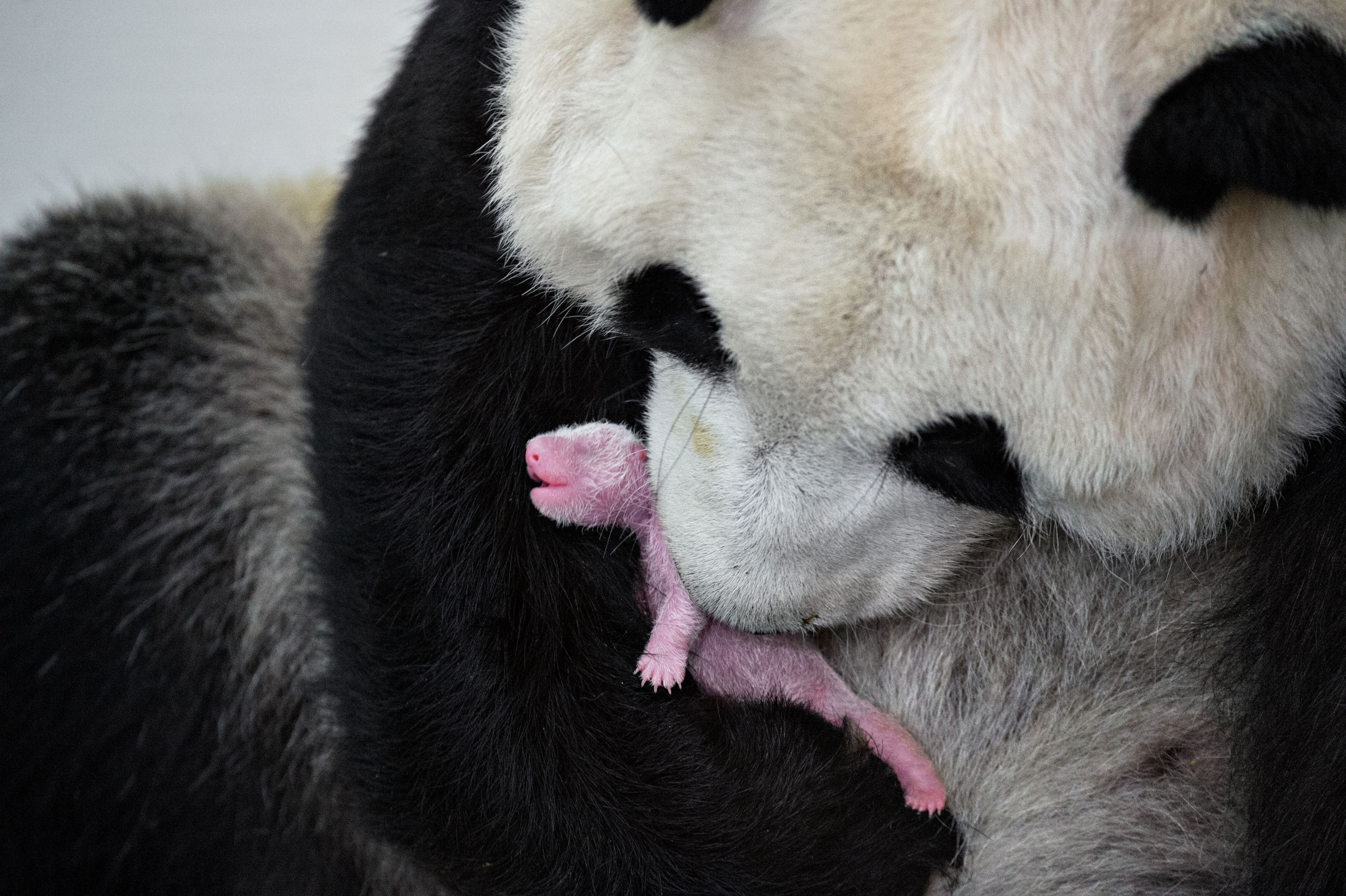a newborn panda with its mother