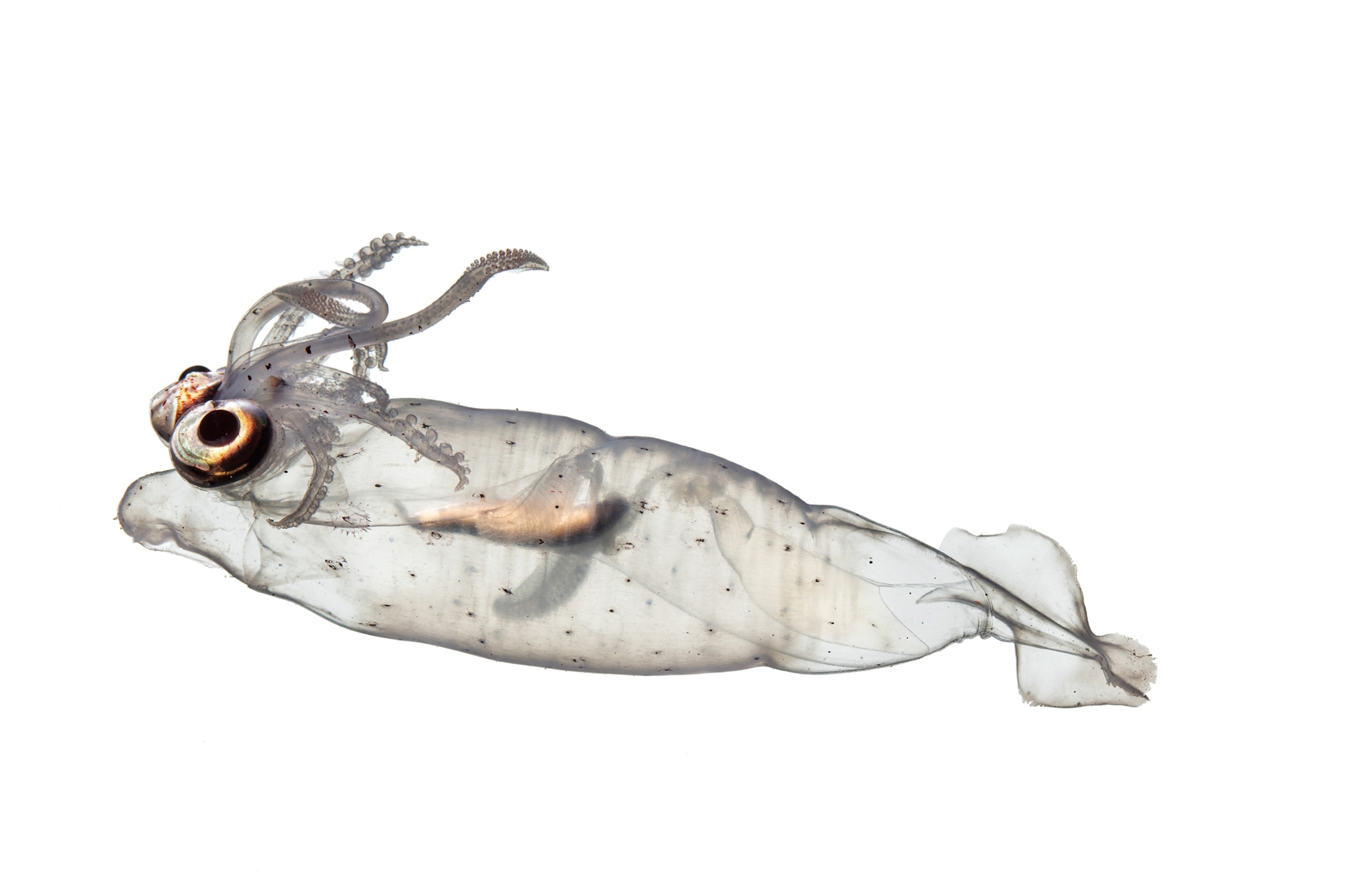 Translucent creature with big eyes and antennas looking like bangs