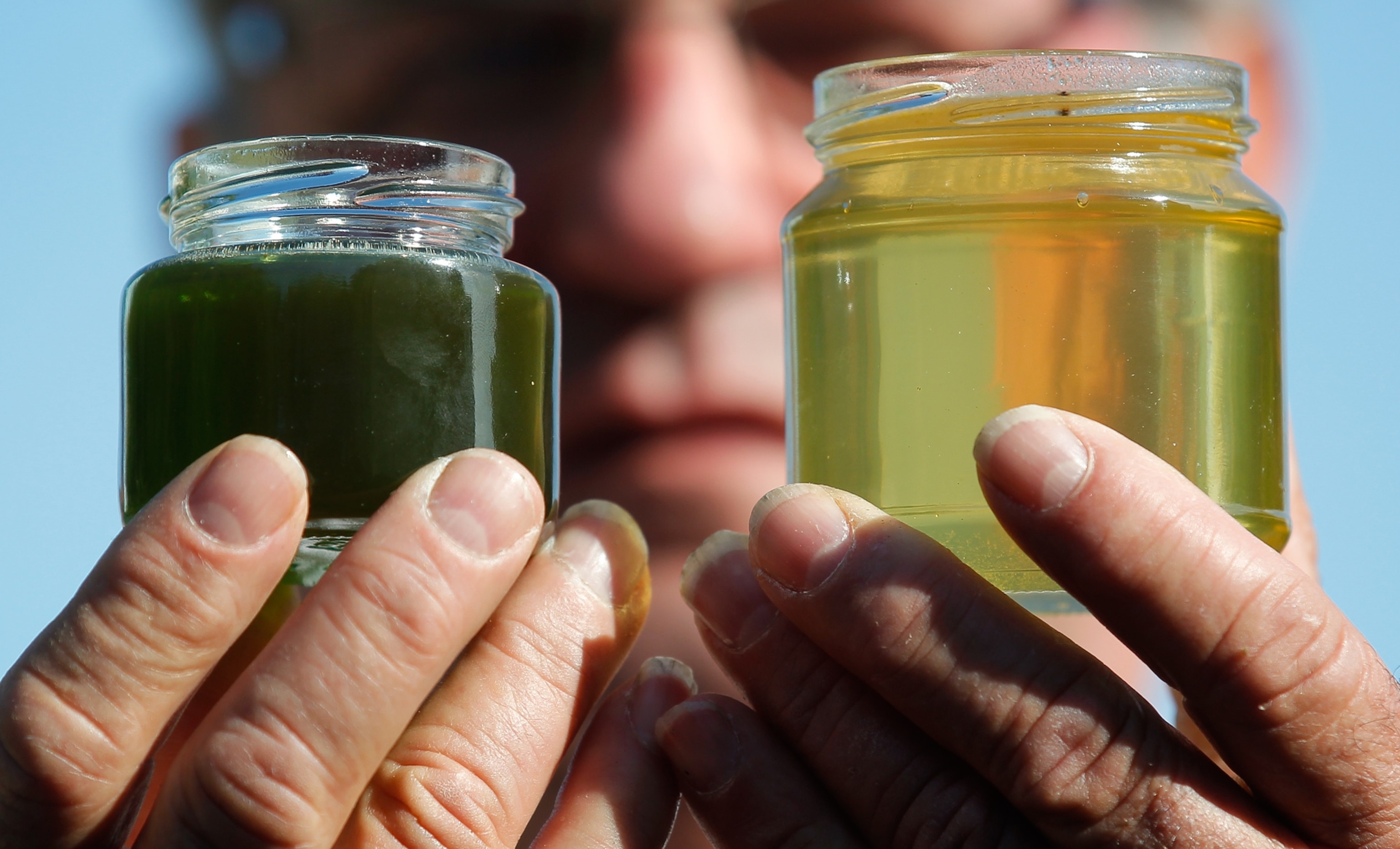 Honey picture - normal honey compared with honey made from bees that ate M&M;'s