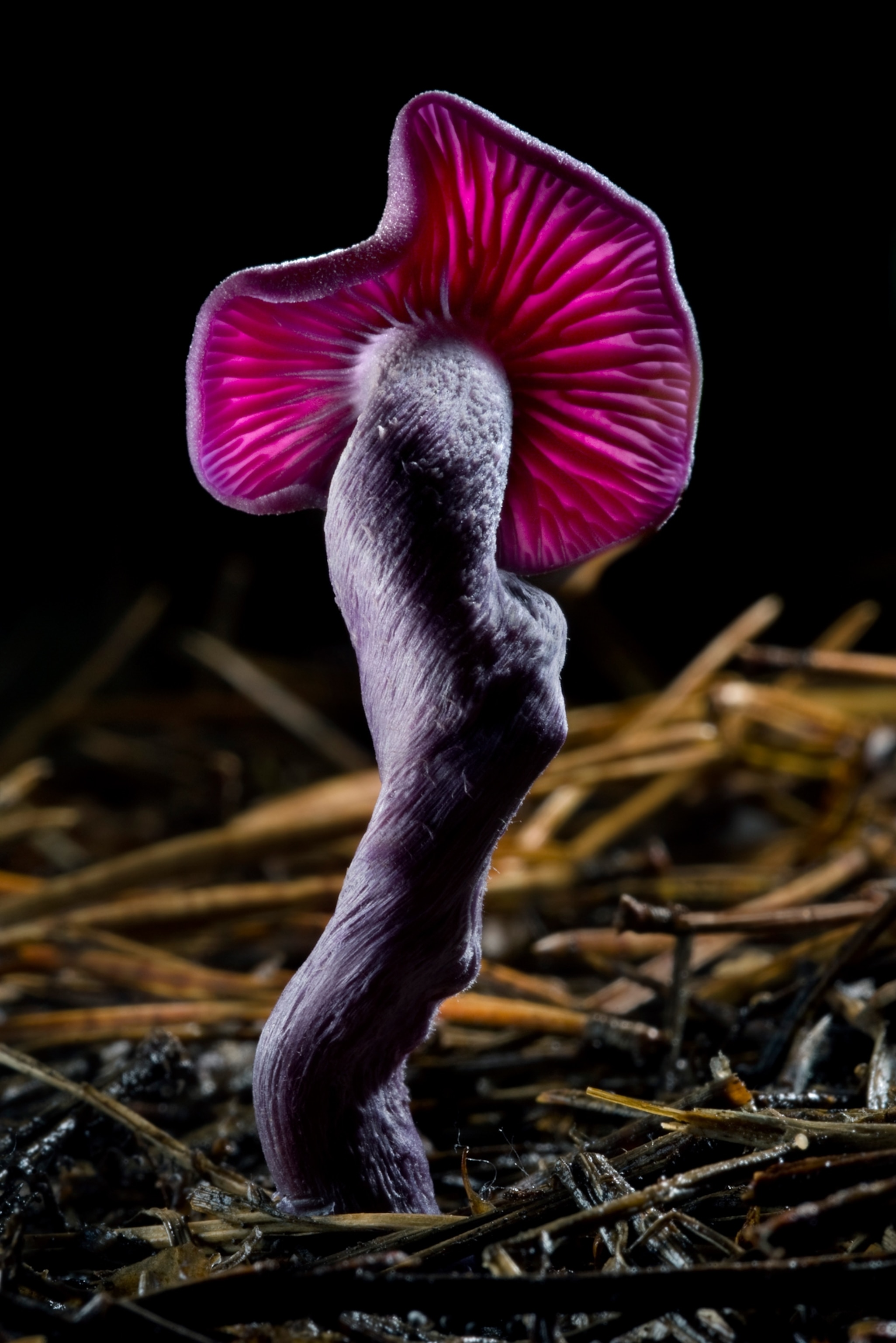 Amethyst-color tall mushroom on long strong leg under small hat.