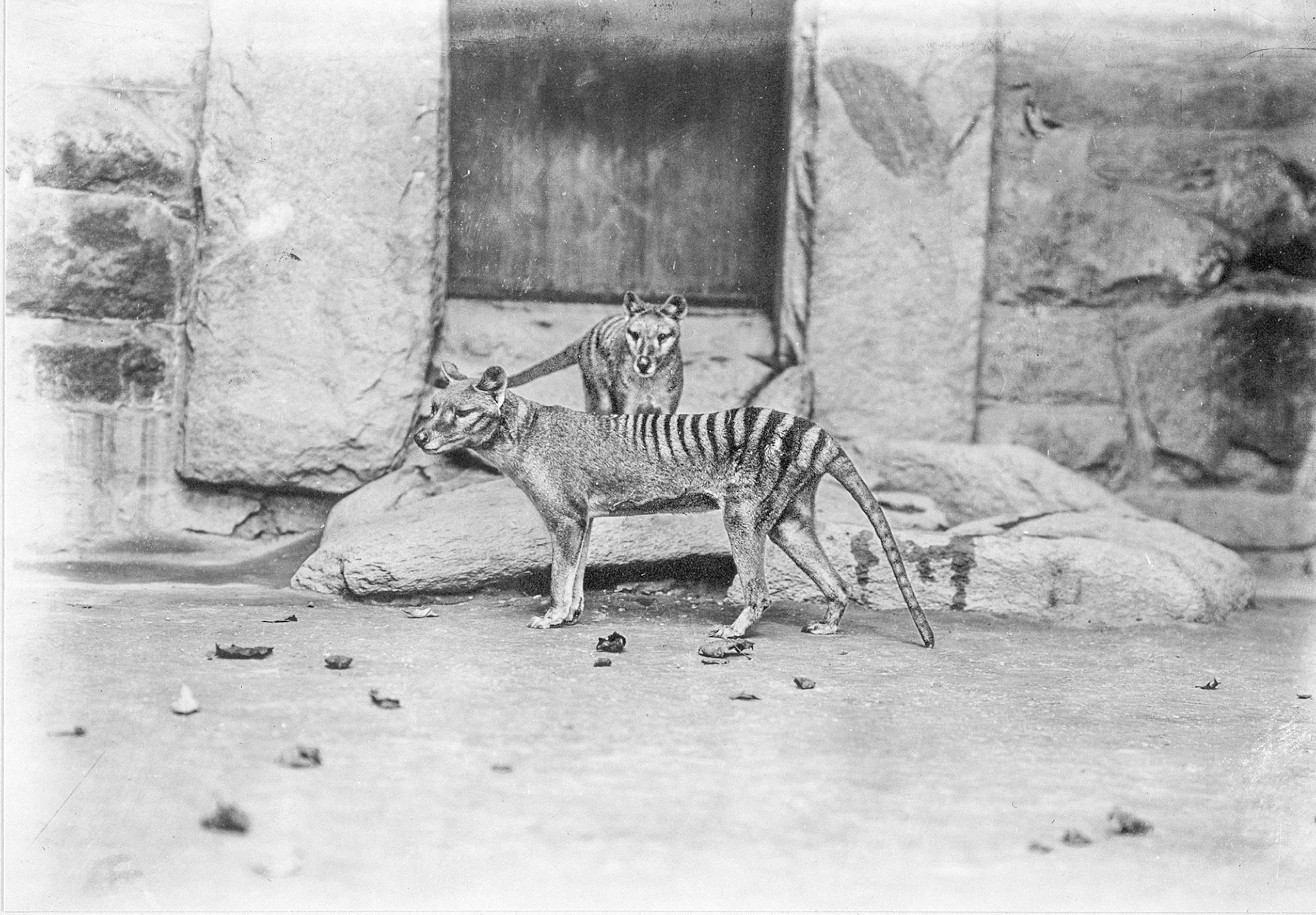 Black&White photo of two animals in artificial habitat.
