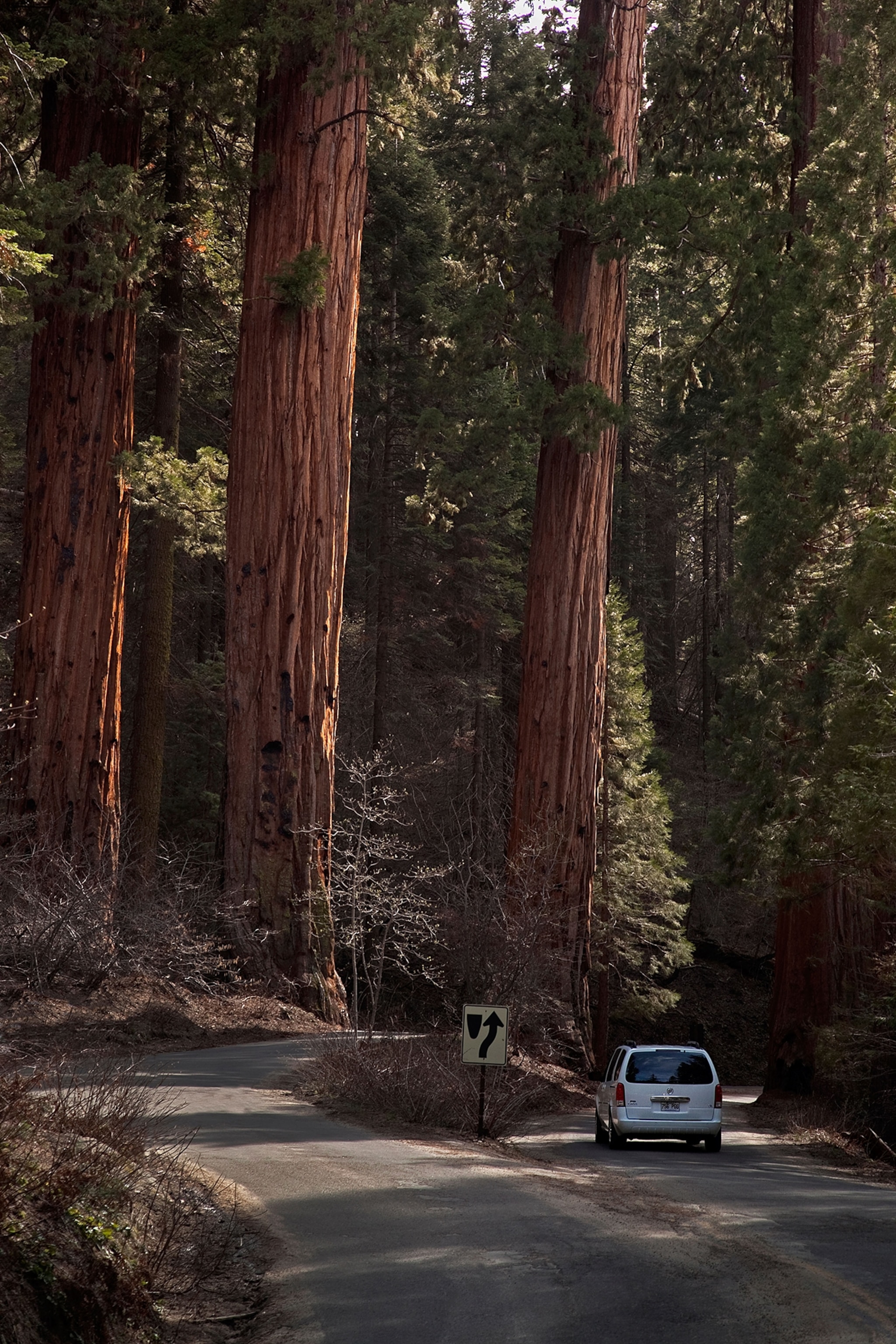 Car driving through Sequoia grove on General's highway Sequoia National Park California USA