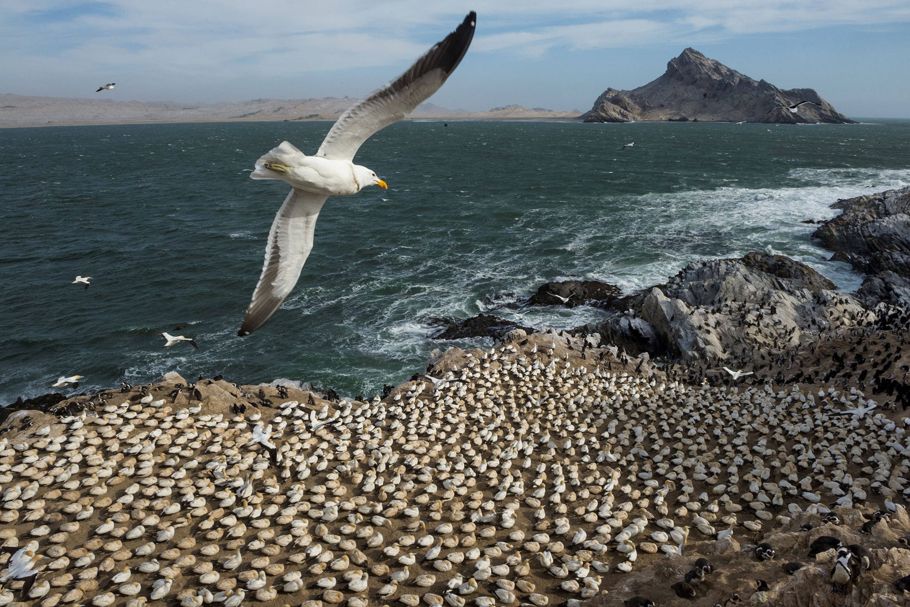 gulls, gannets, and penguins