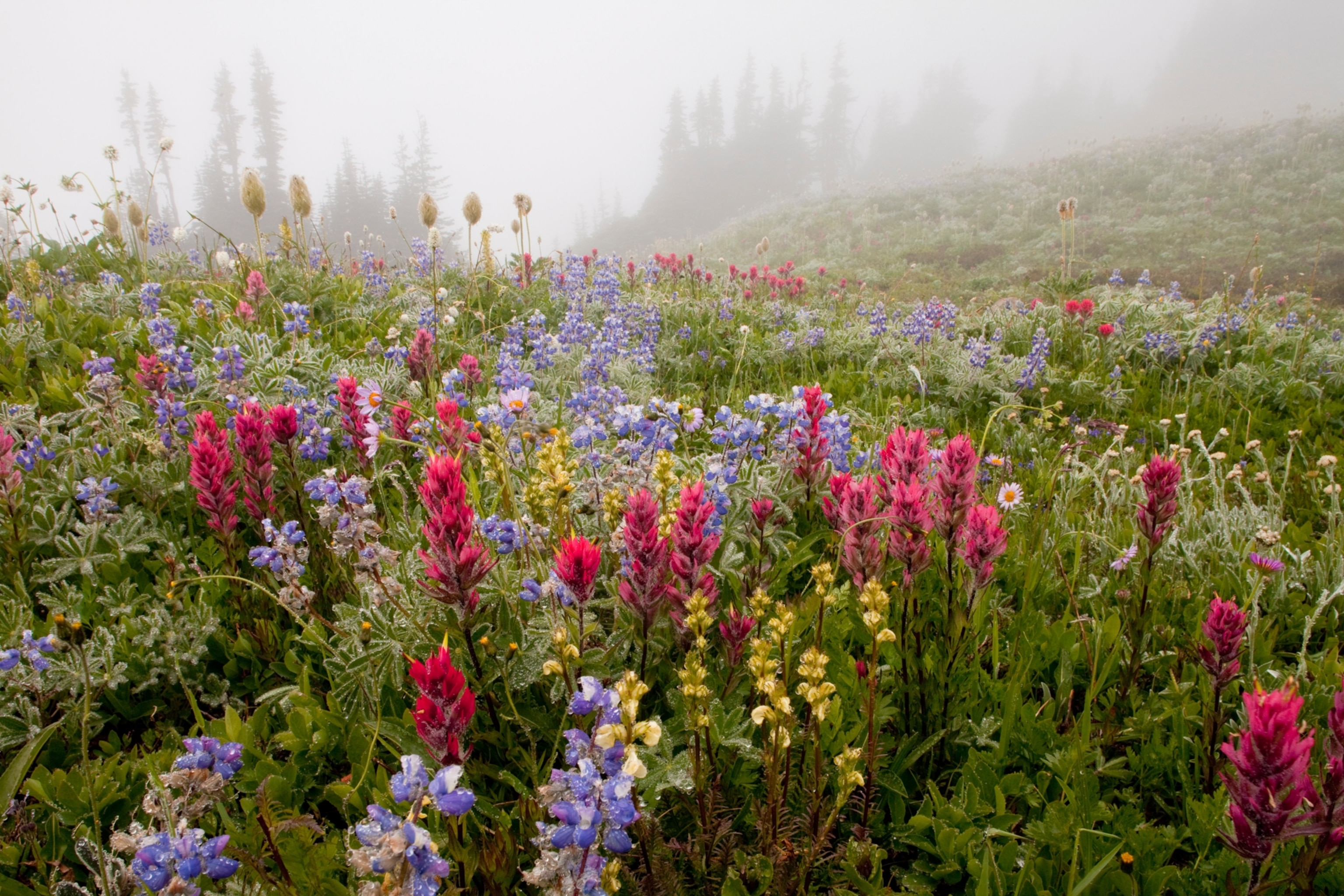 the red and purple alpine flowers in a foggy field in Mount Rainier National Park