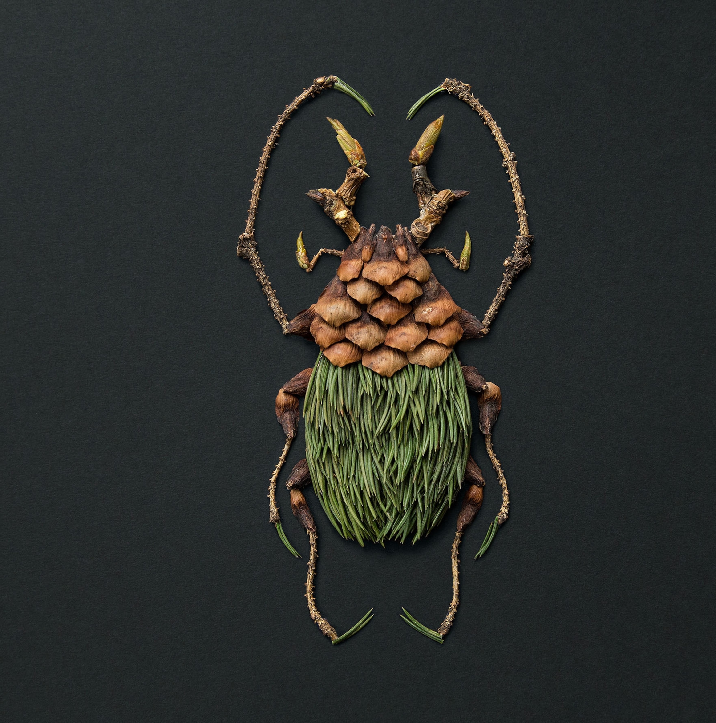 flower bugs