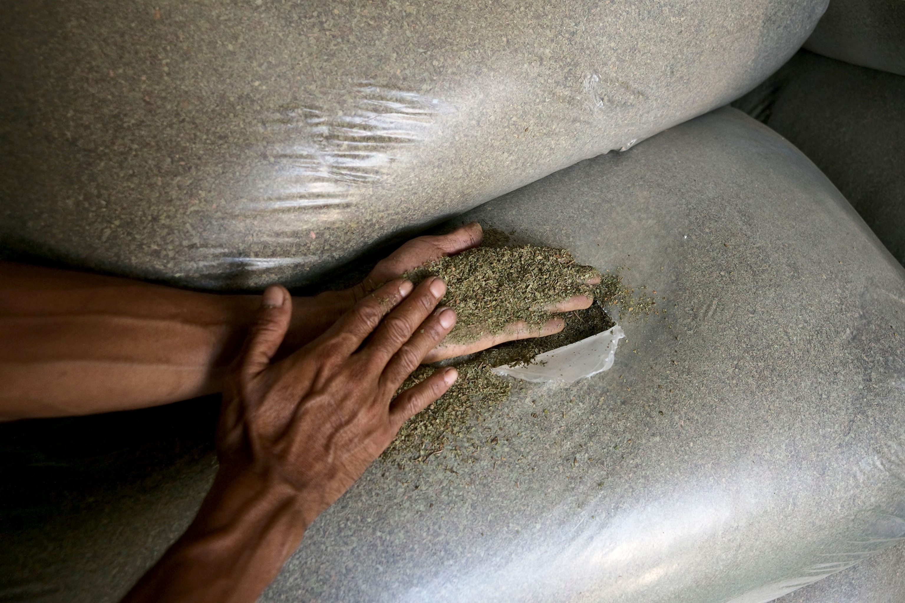 A worker checks a sample of ground kratom leaves at a facility