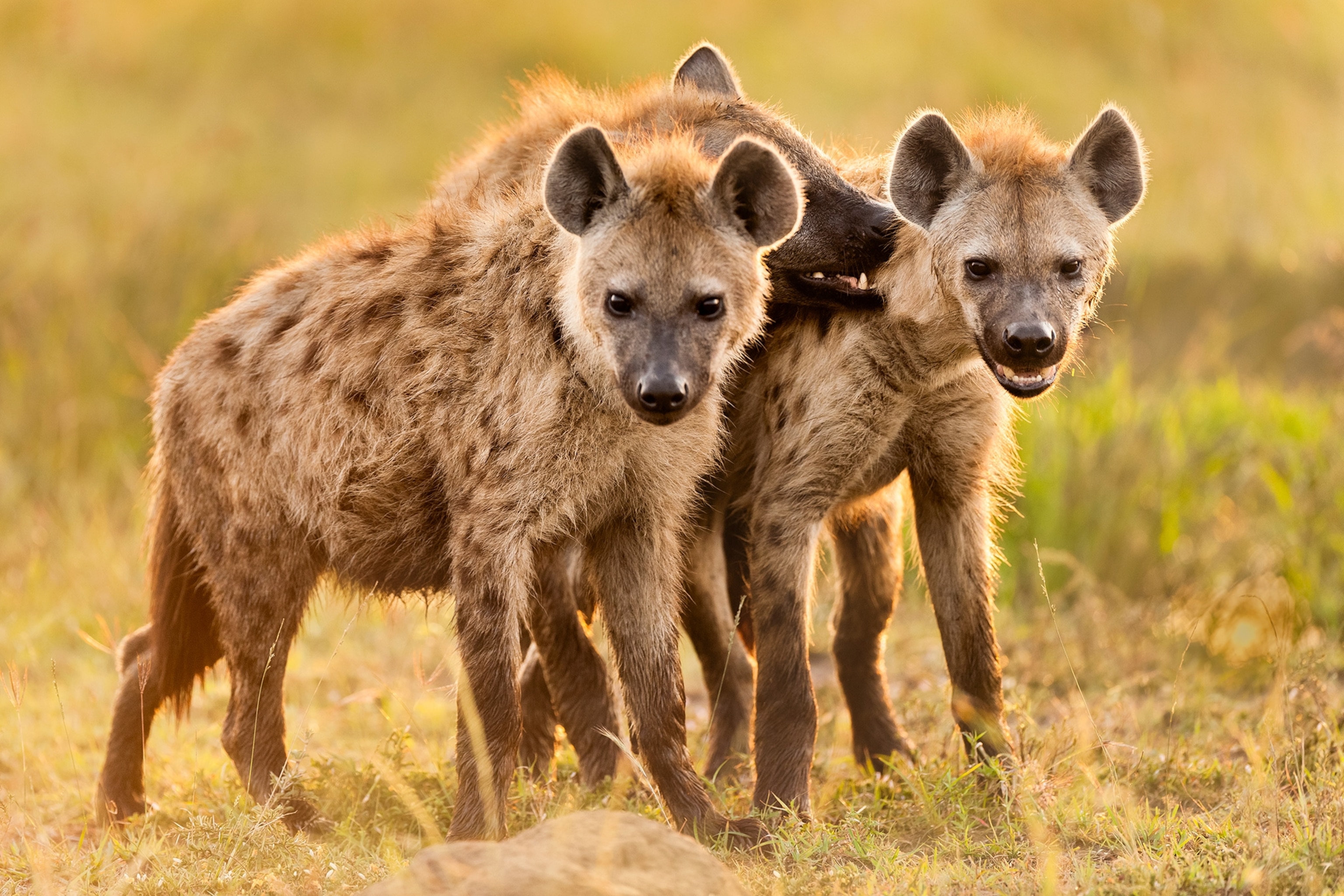 spotted hyenas socializing at a den