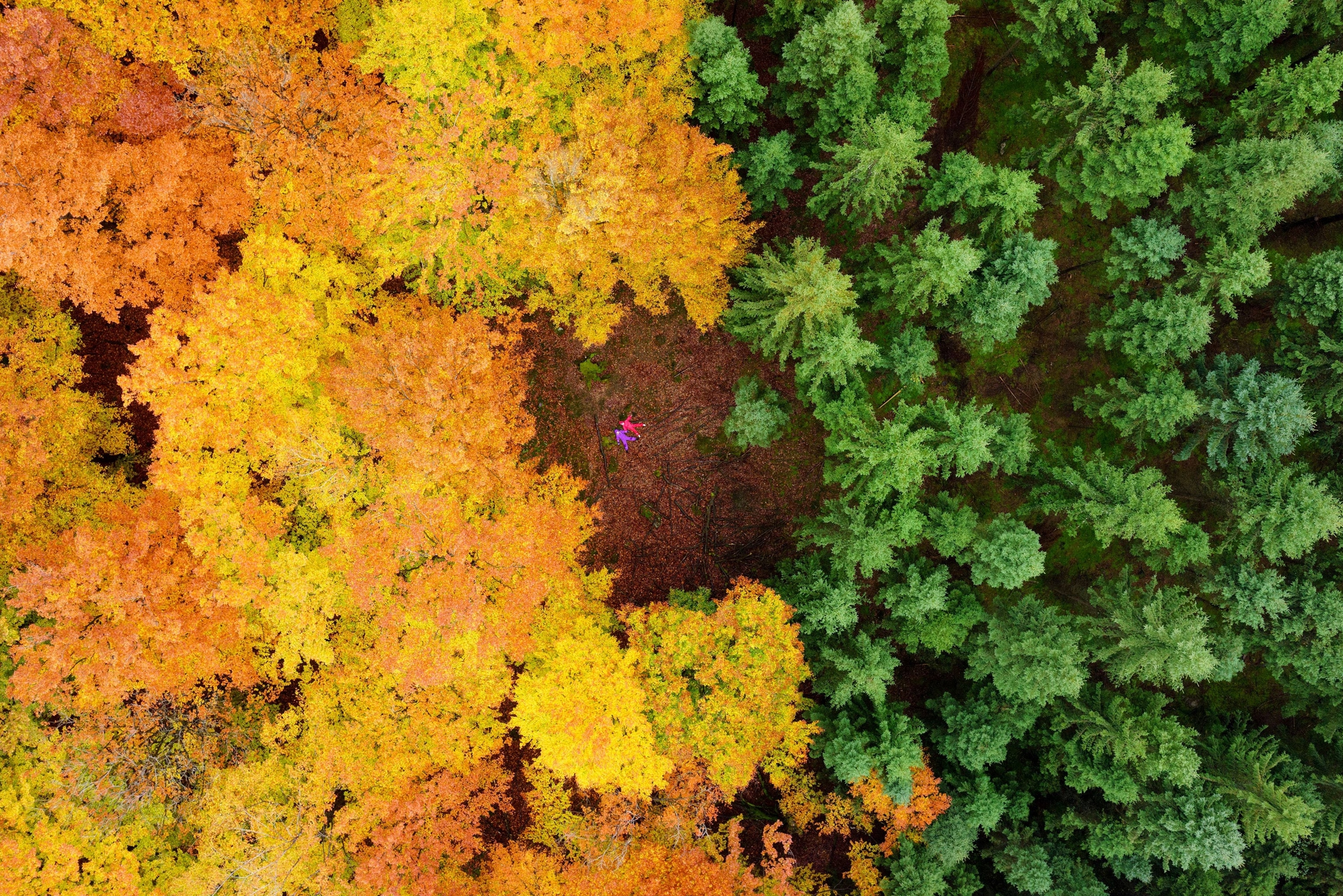people laying in a clearing in the forest