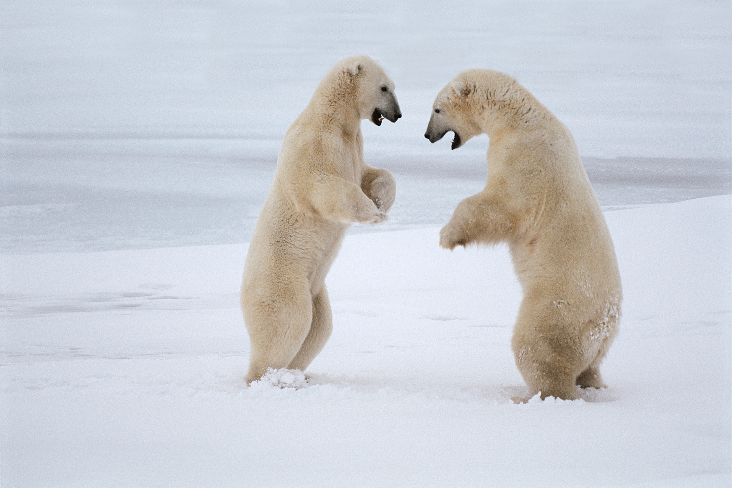 polar bears sparring