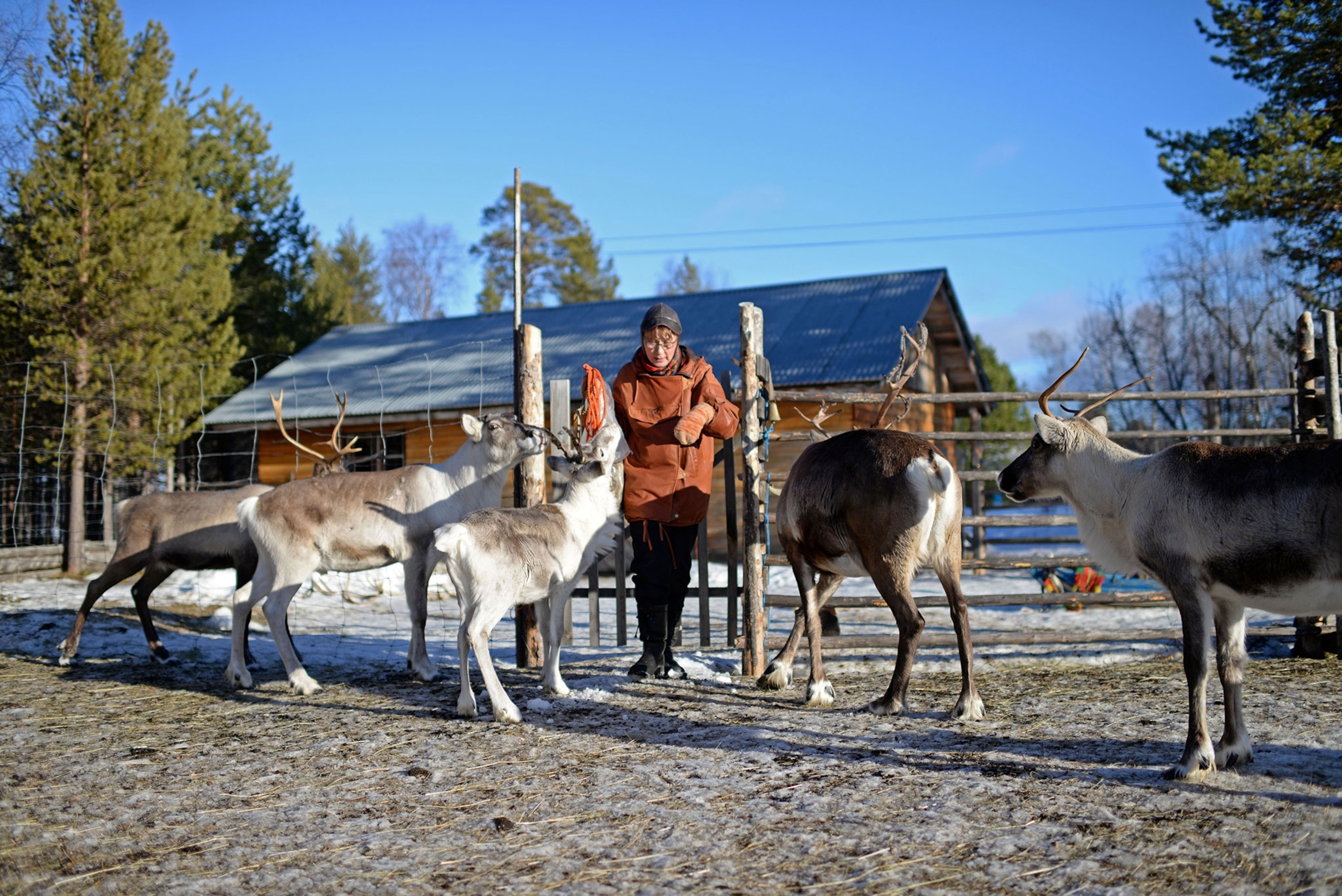 A woman walking out of a fence on a farm surrounded by reindeer. The ground has light snow on it and there is a brown and grey barn in the background.