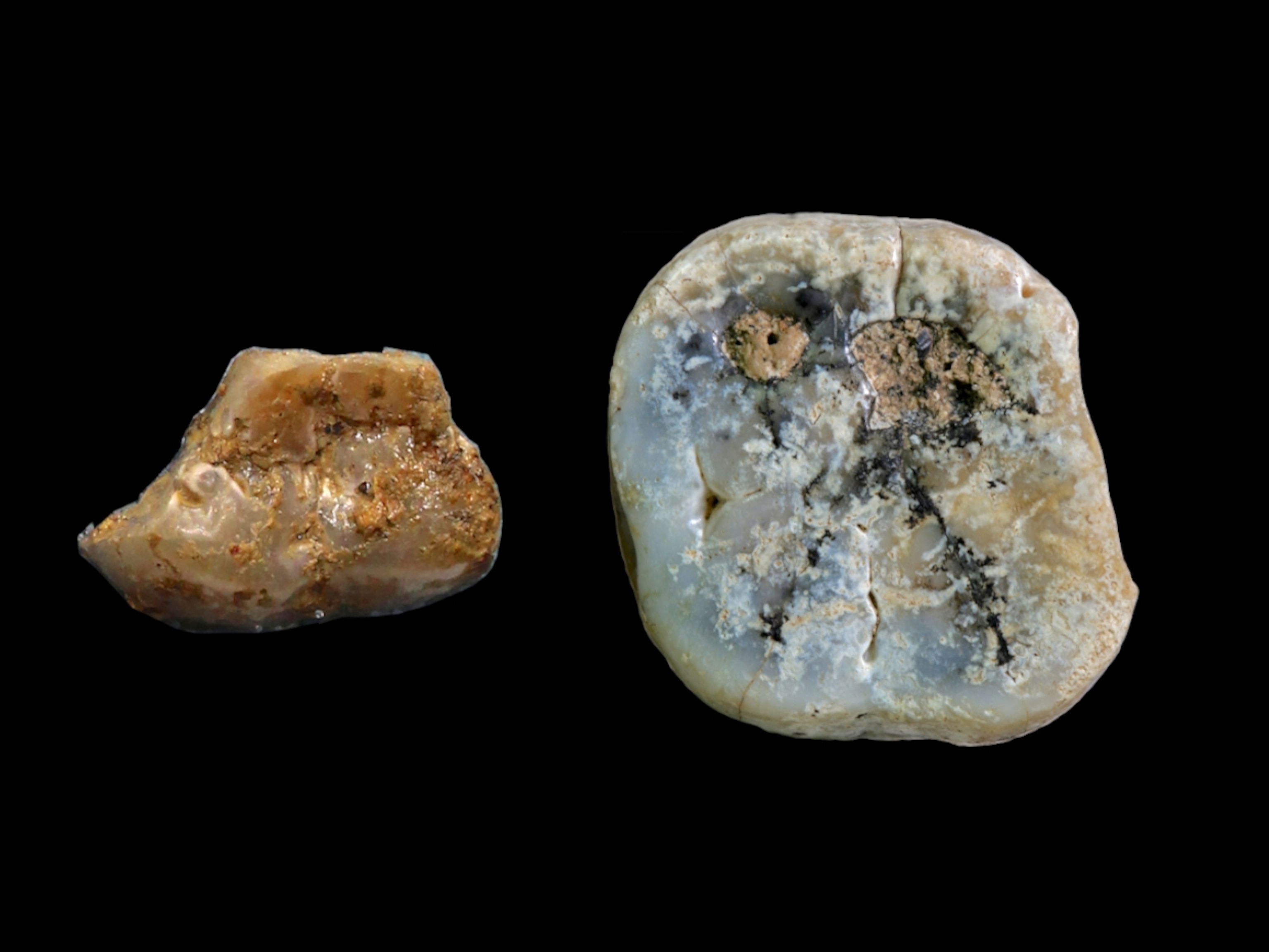 Paranthropus molars recovered from Nyayanga site
