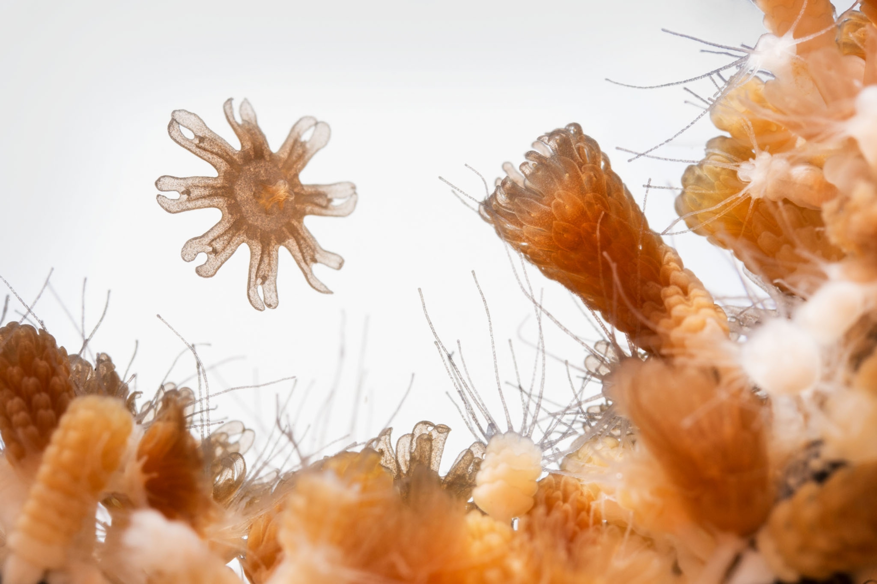orange jellyfish on a white background