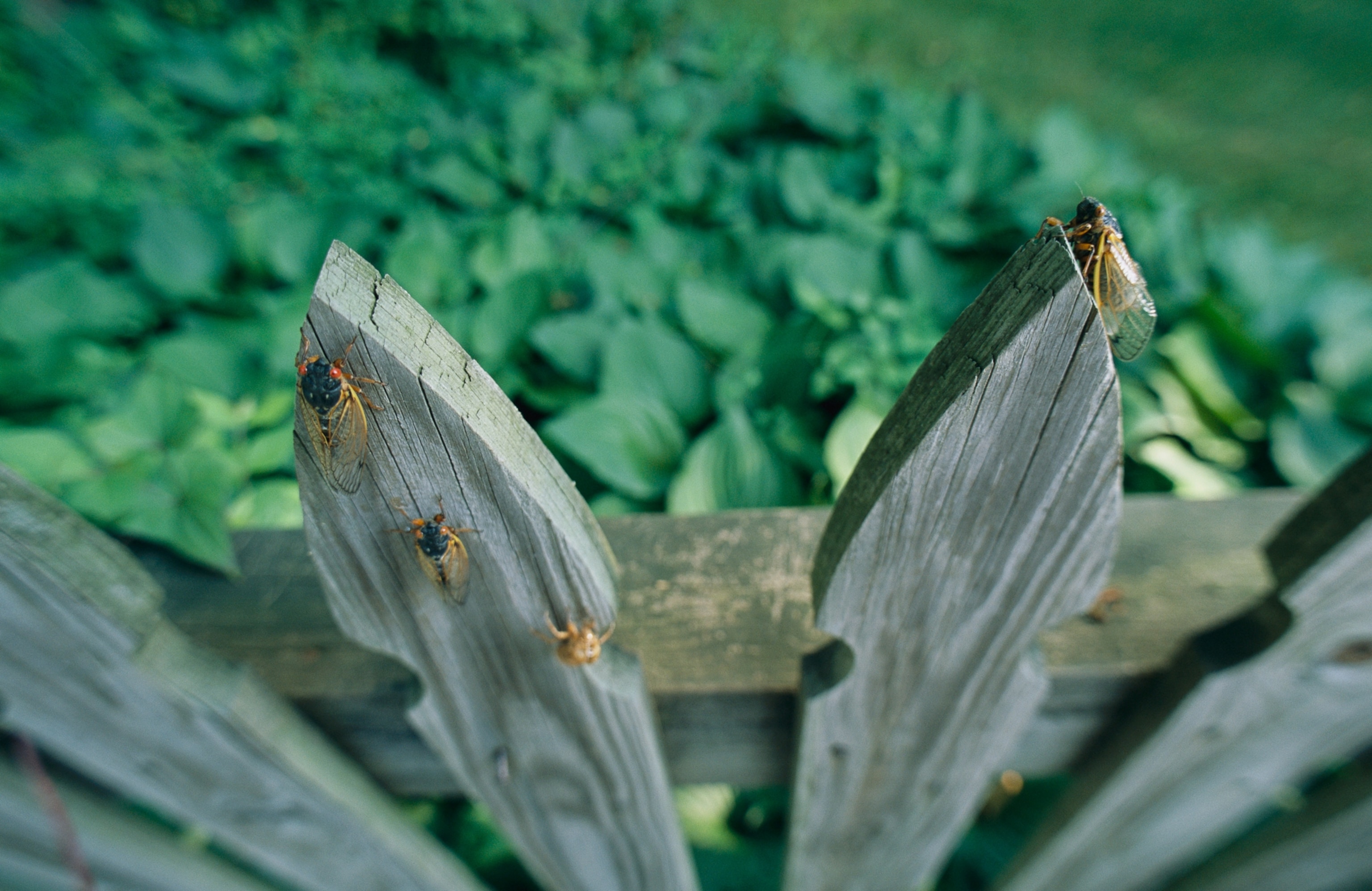 Picture of cicadas on a fence