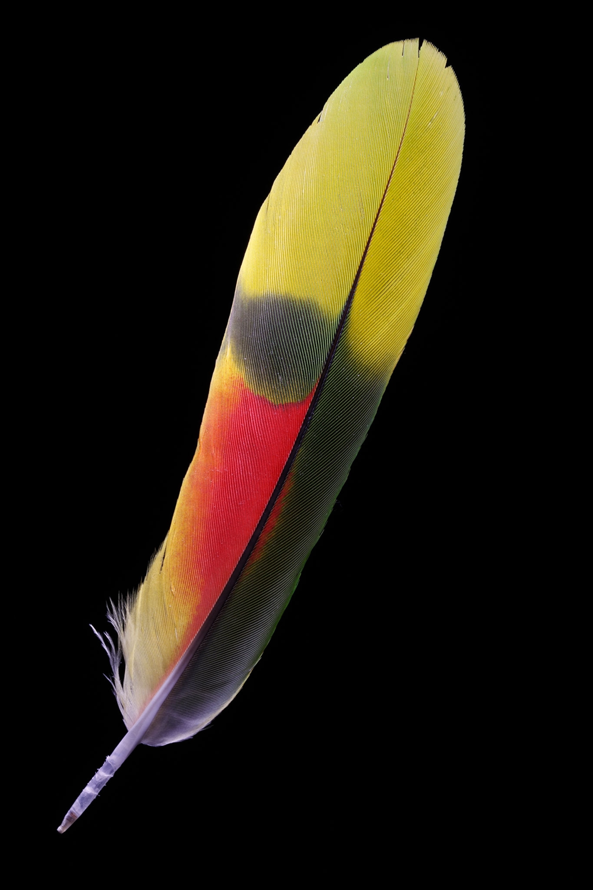 Outer rectrix of a Blue-fronted Amazon