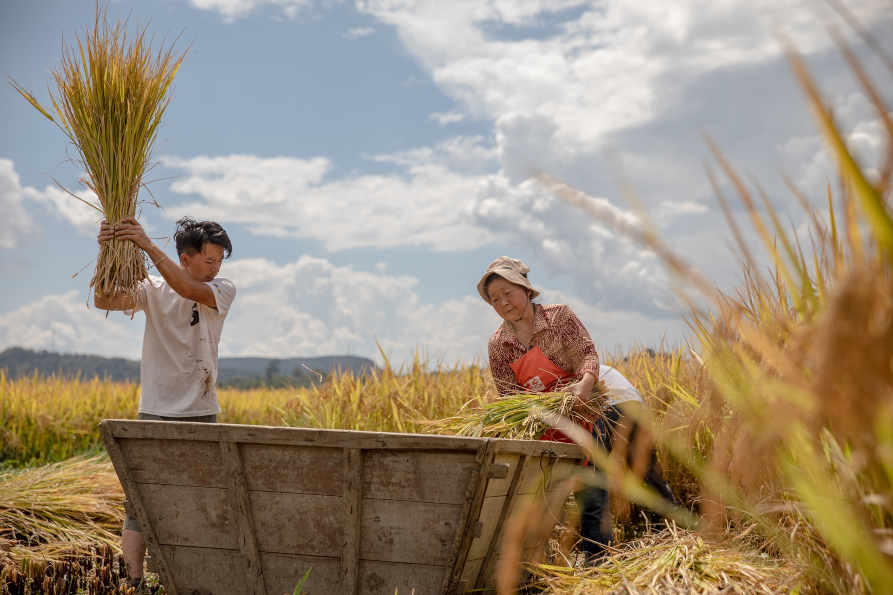 Photo of farmers harvesting bushels of rice