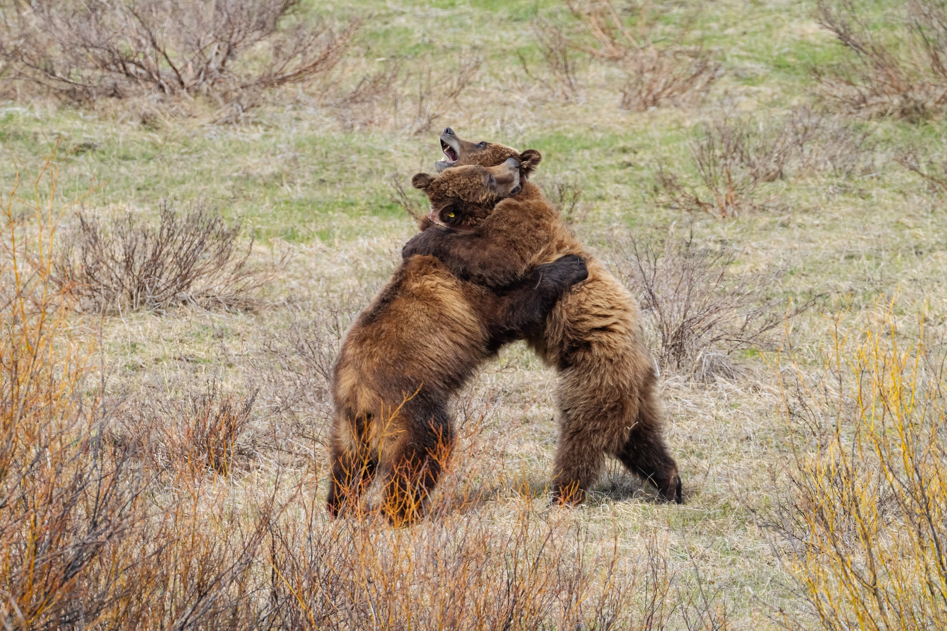 Two Grizzlies in short brush standing and with arms wrapped on their shoulders.