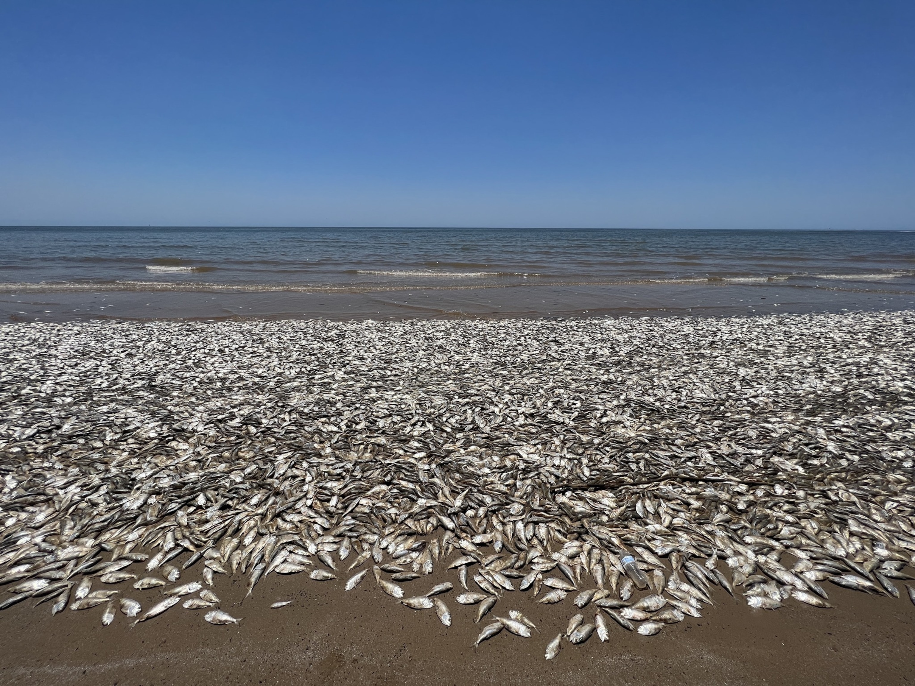 Thousands of dead fish line the sandy shore of a beach in Texas.