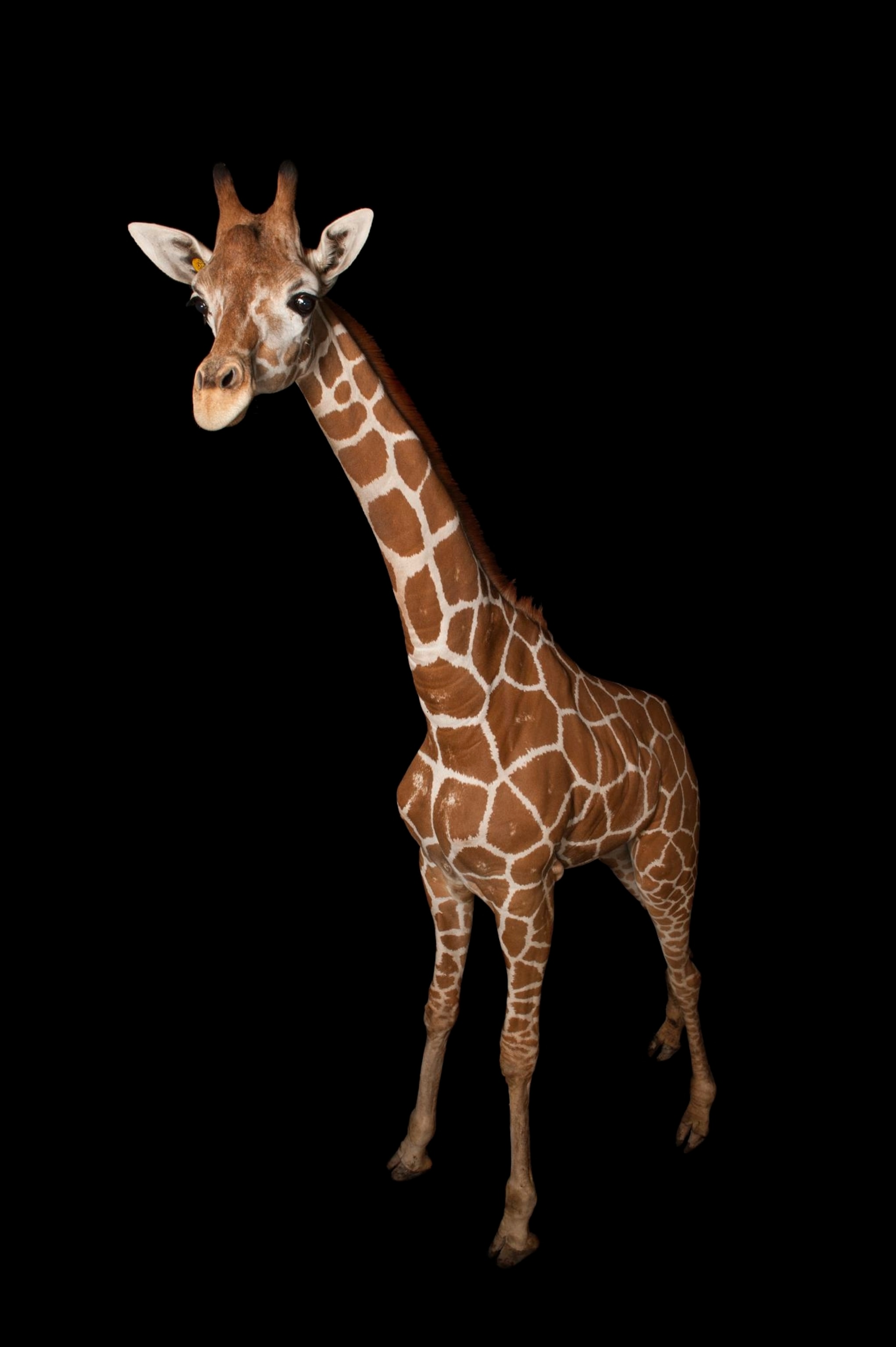 a giraffe