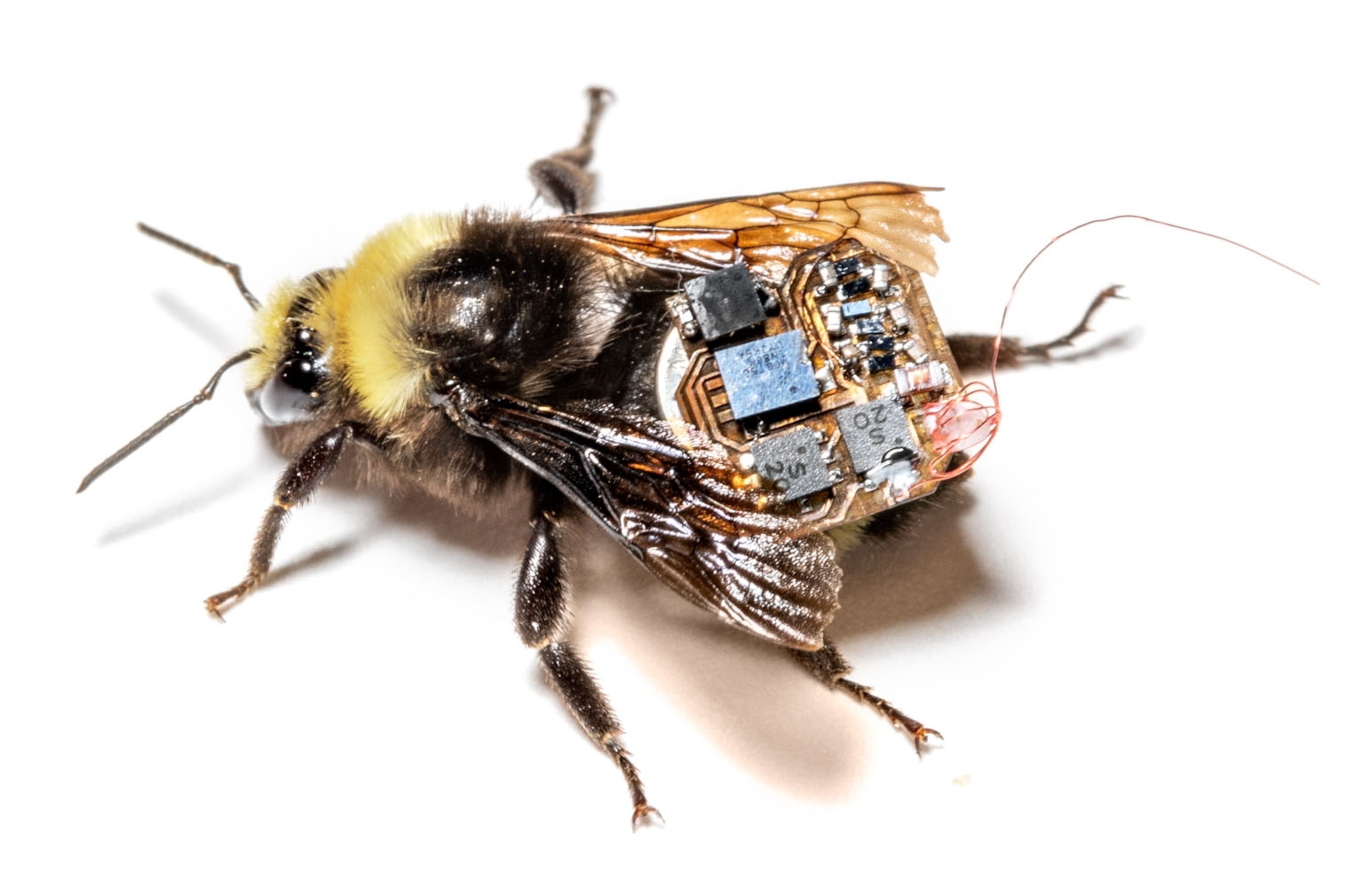 bee with a sensor