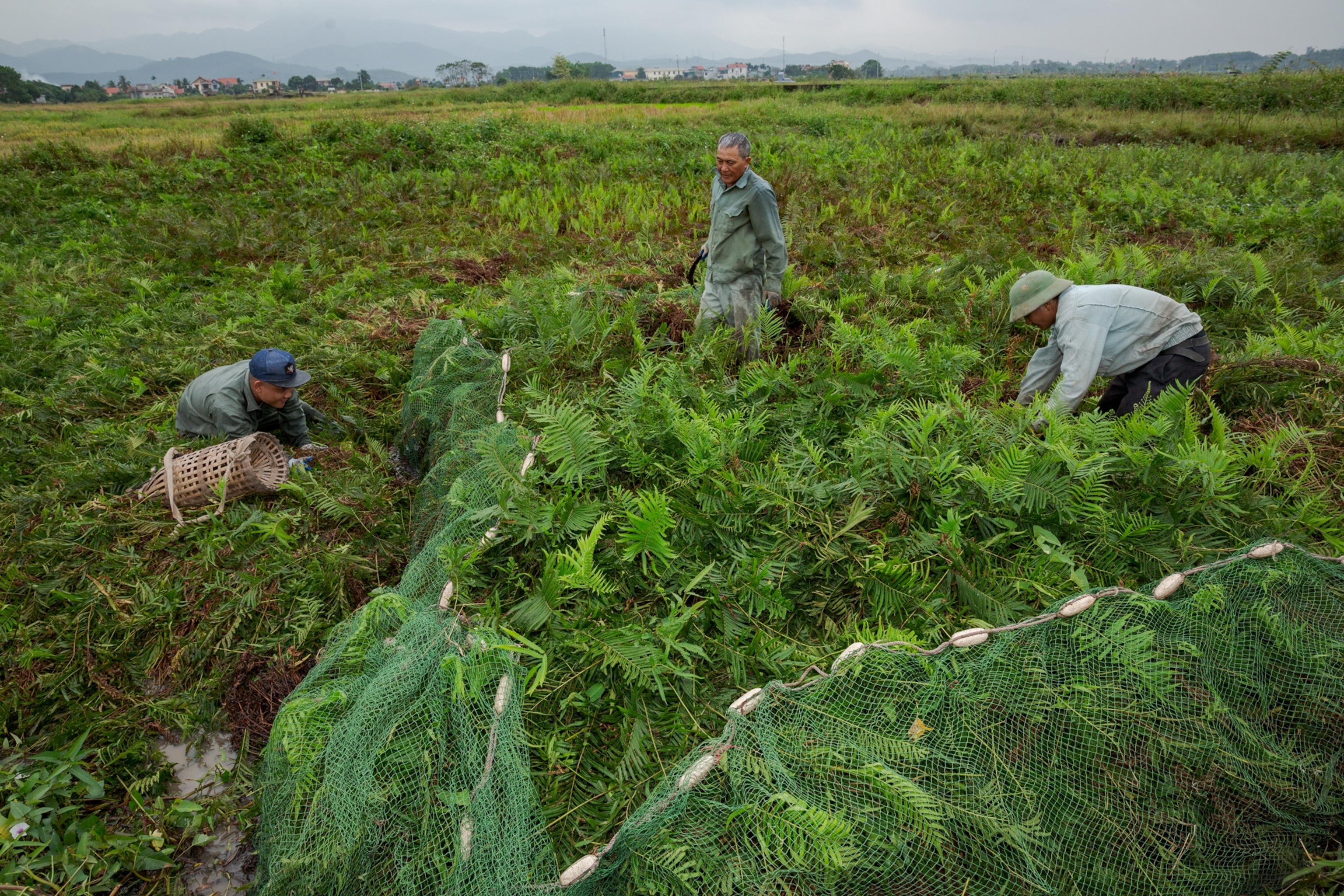 three men surrounding a patch of wetland area with green net