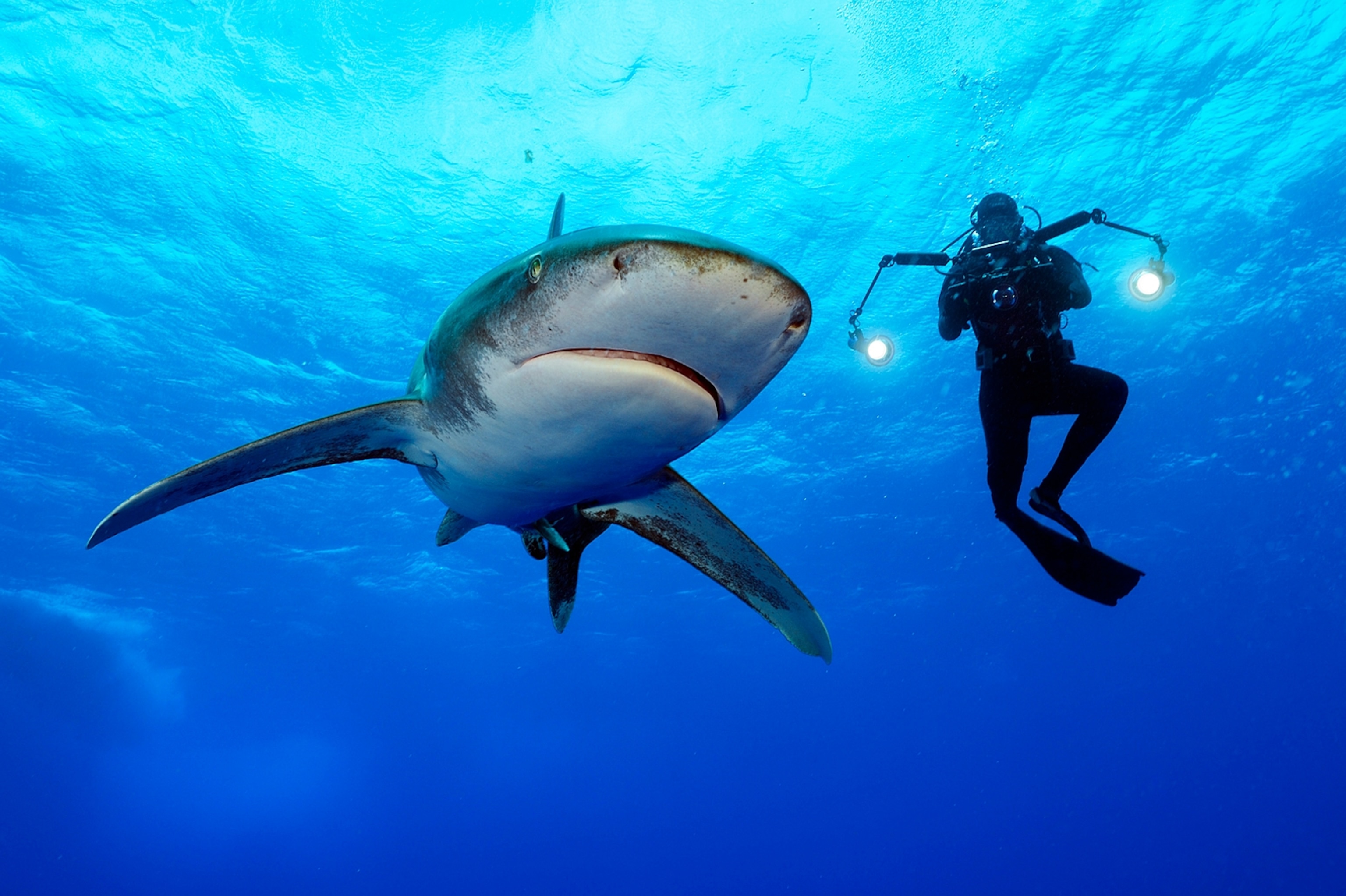 oceanic whitetio sharks