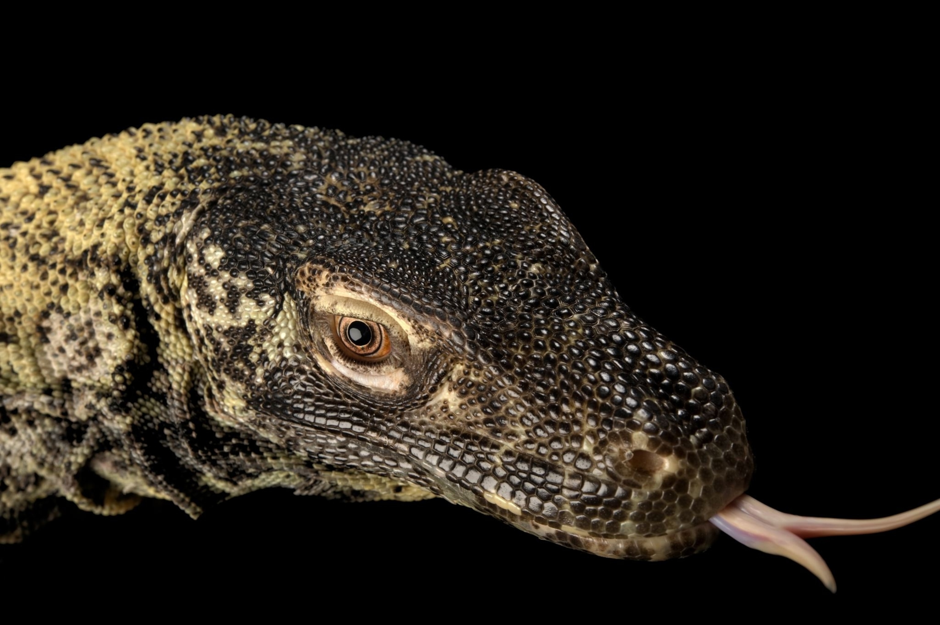 a Komodo dragon