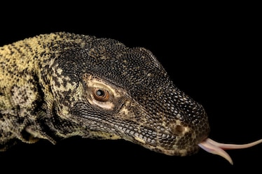 a Komodo dragon