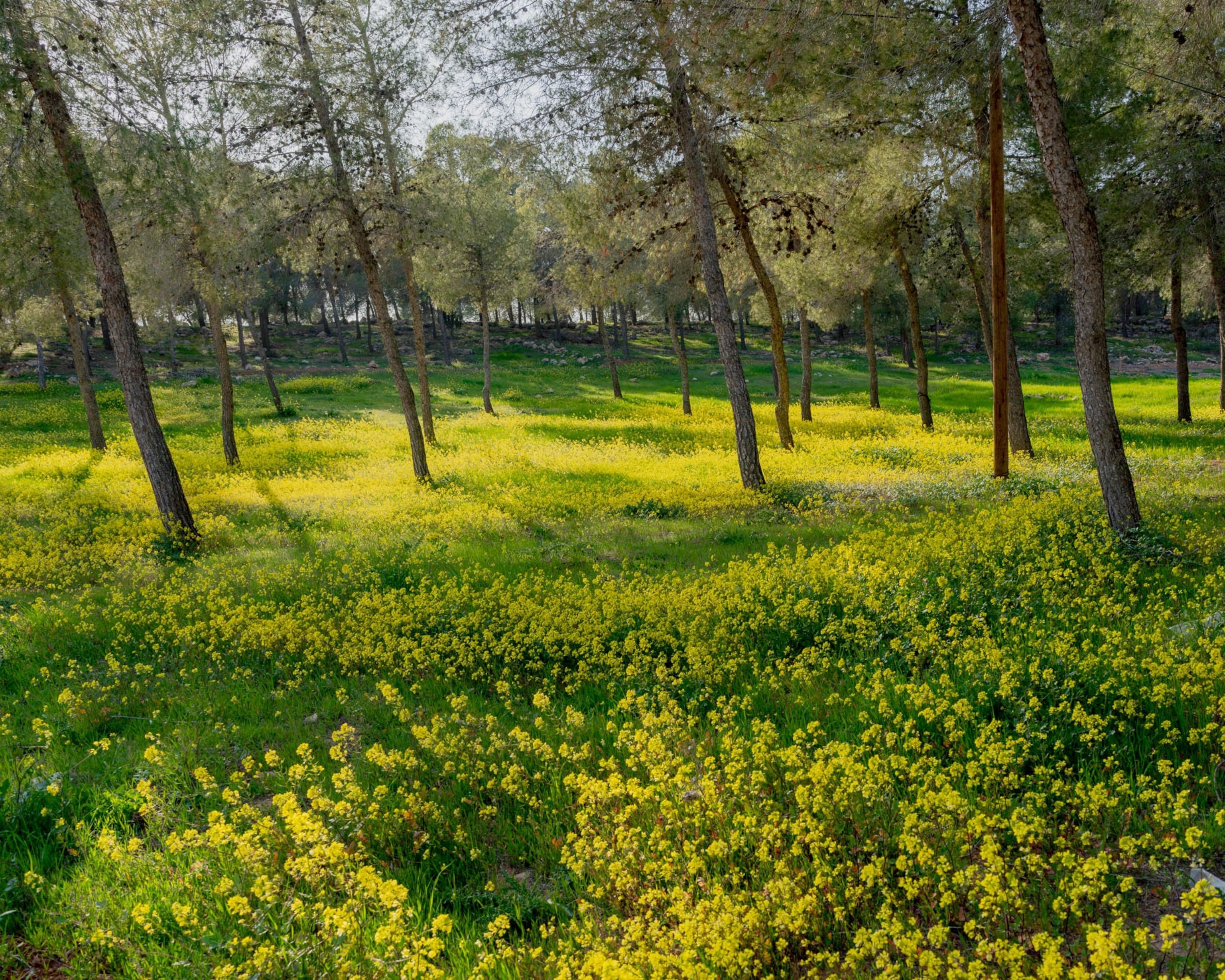 yellow flowers cover the forest floor