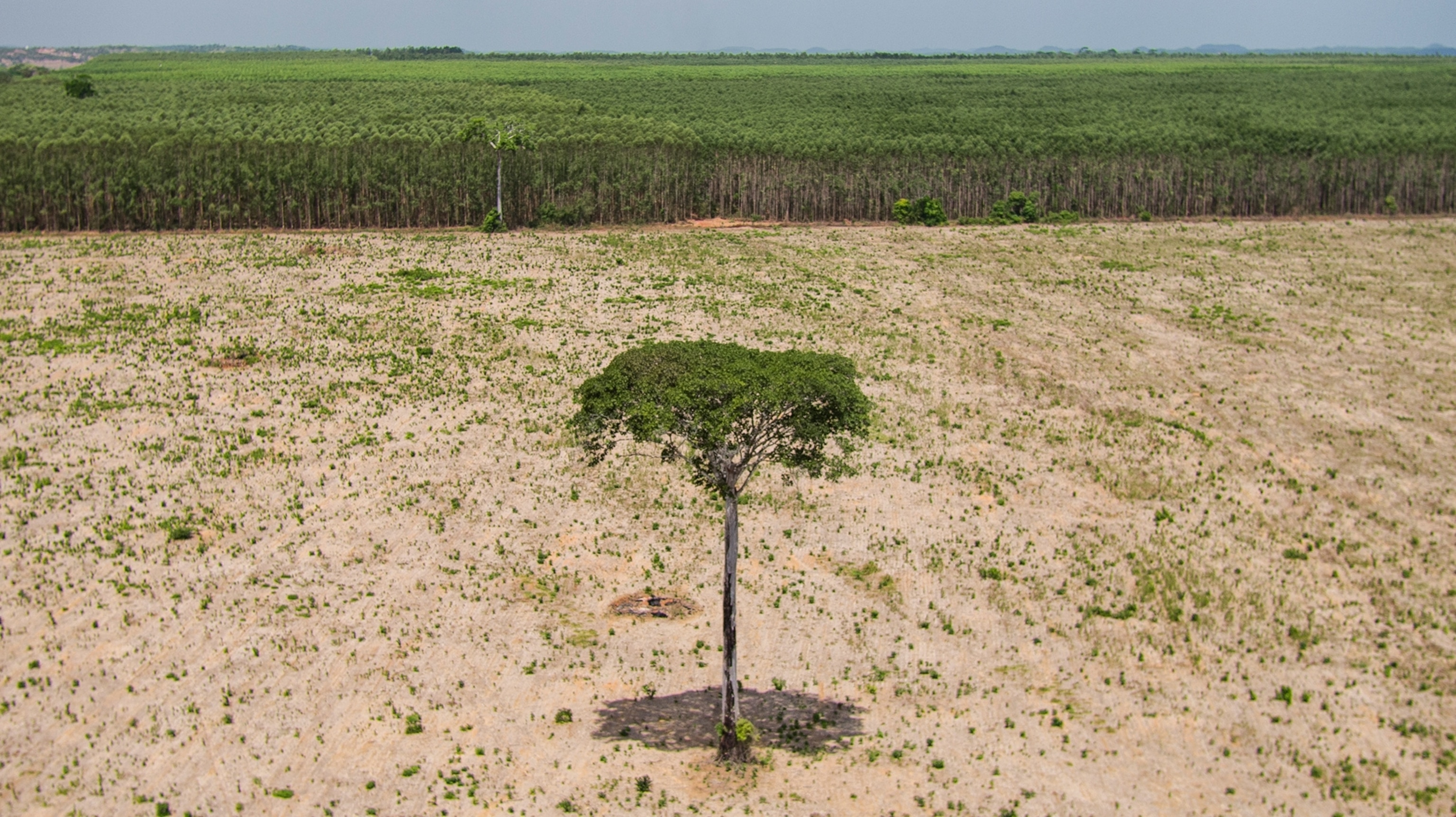 a lone hardwood tree