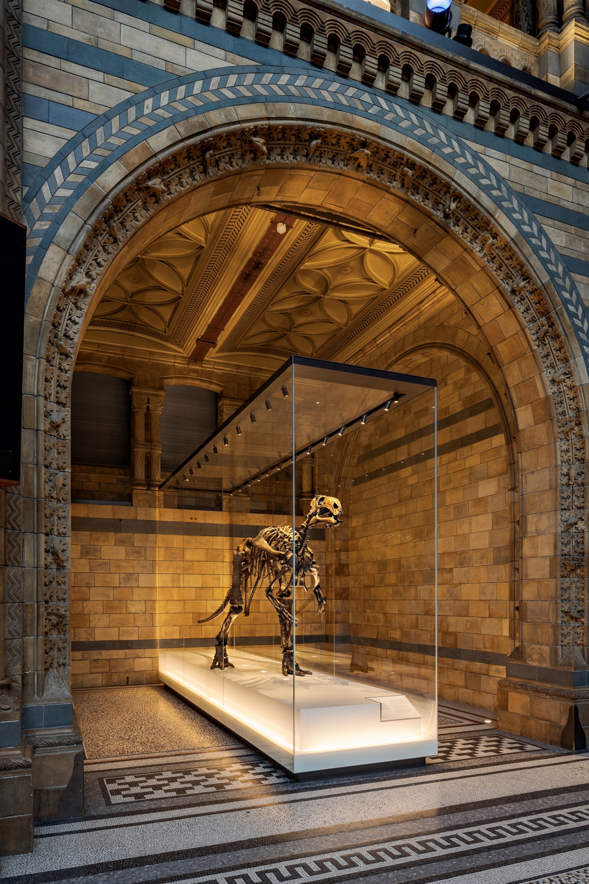 a dinosaur fossil in a glass case in a museum