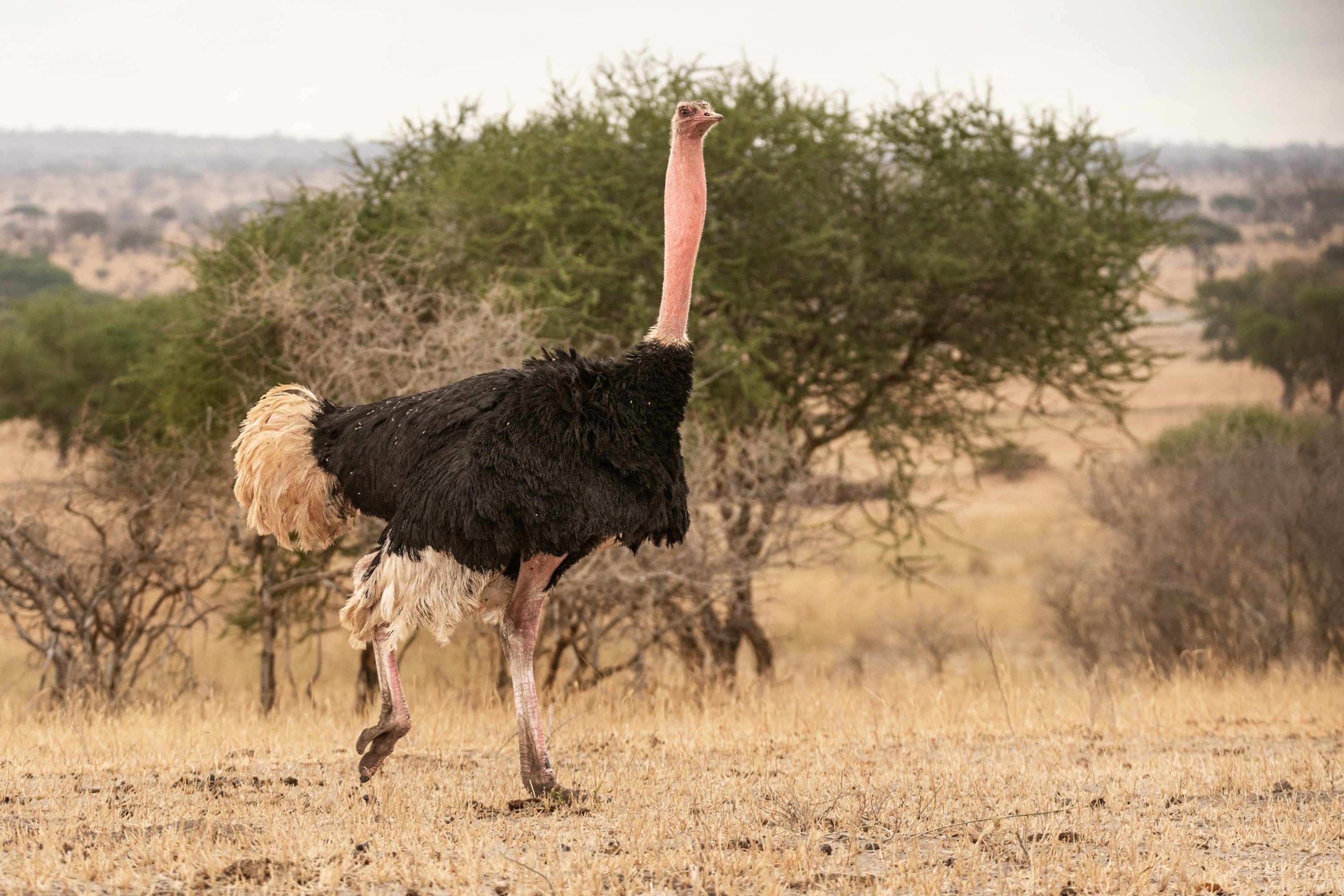 waling ostrich with reddish neck.