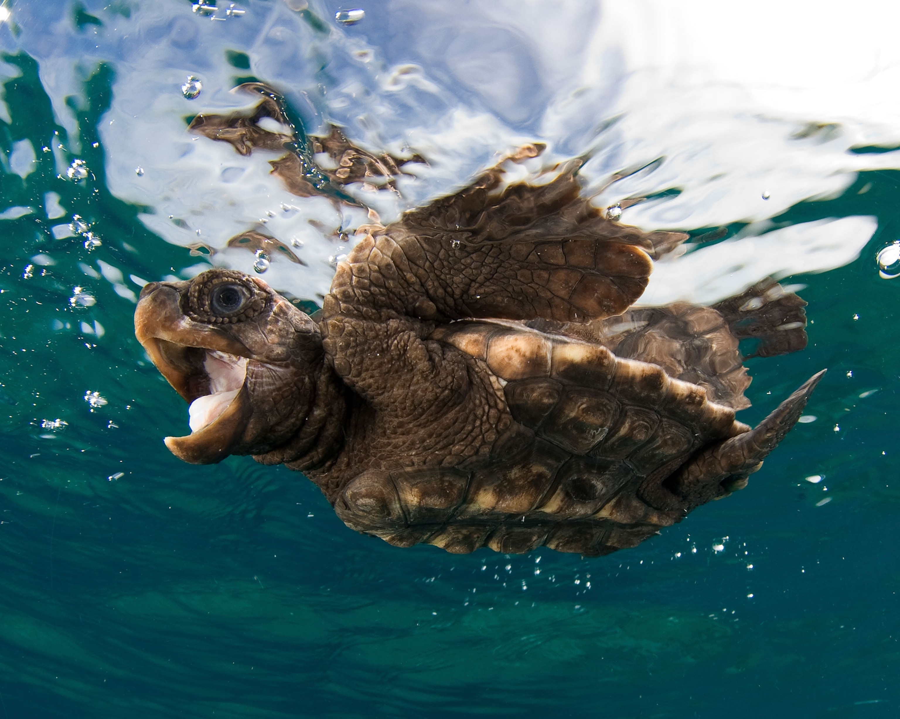 a baby loggerhead sea turtle swimming near the surface
