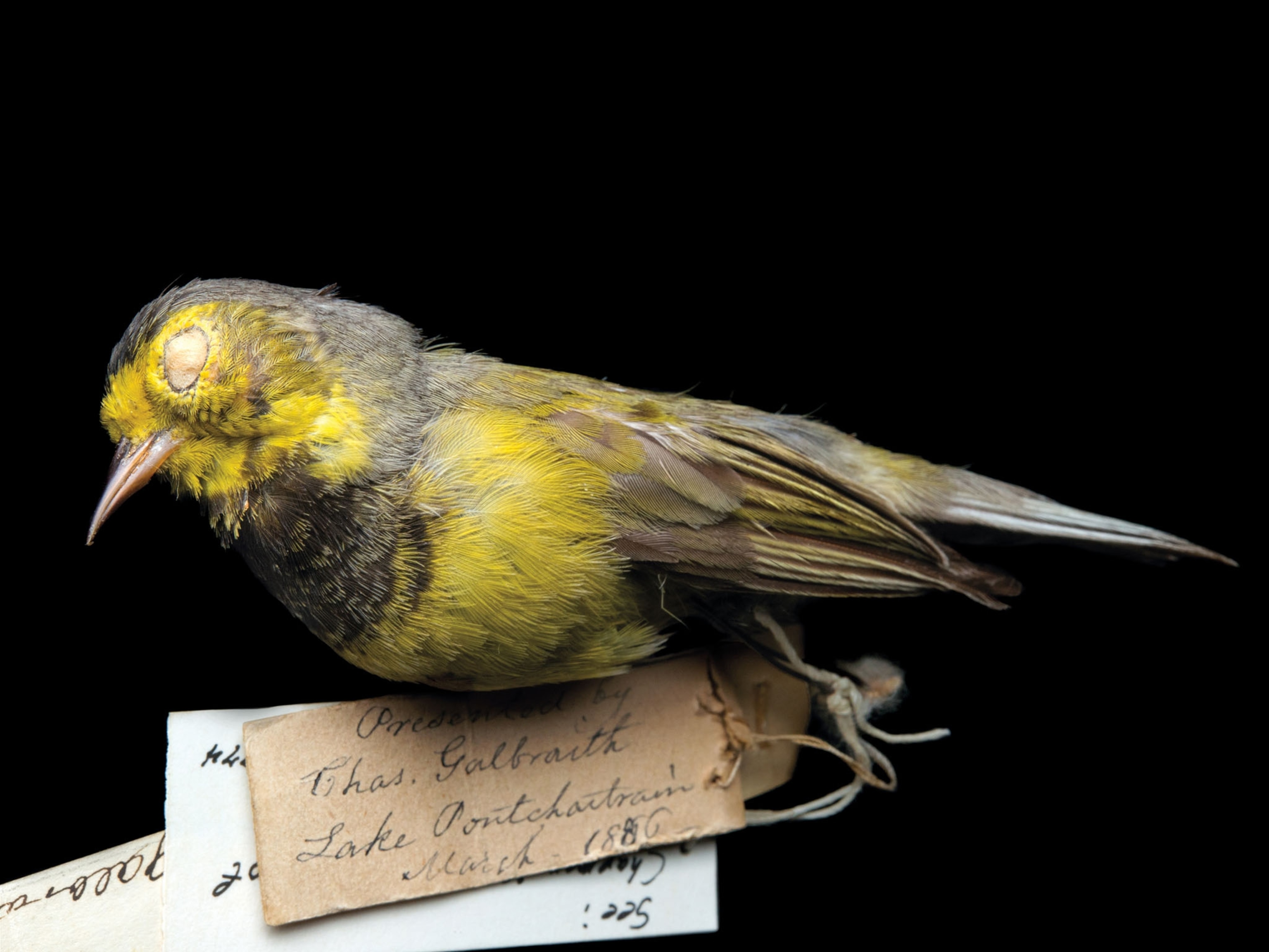 a bachman's warbler