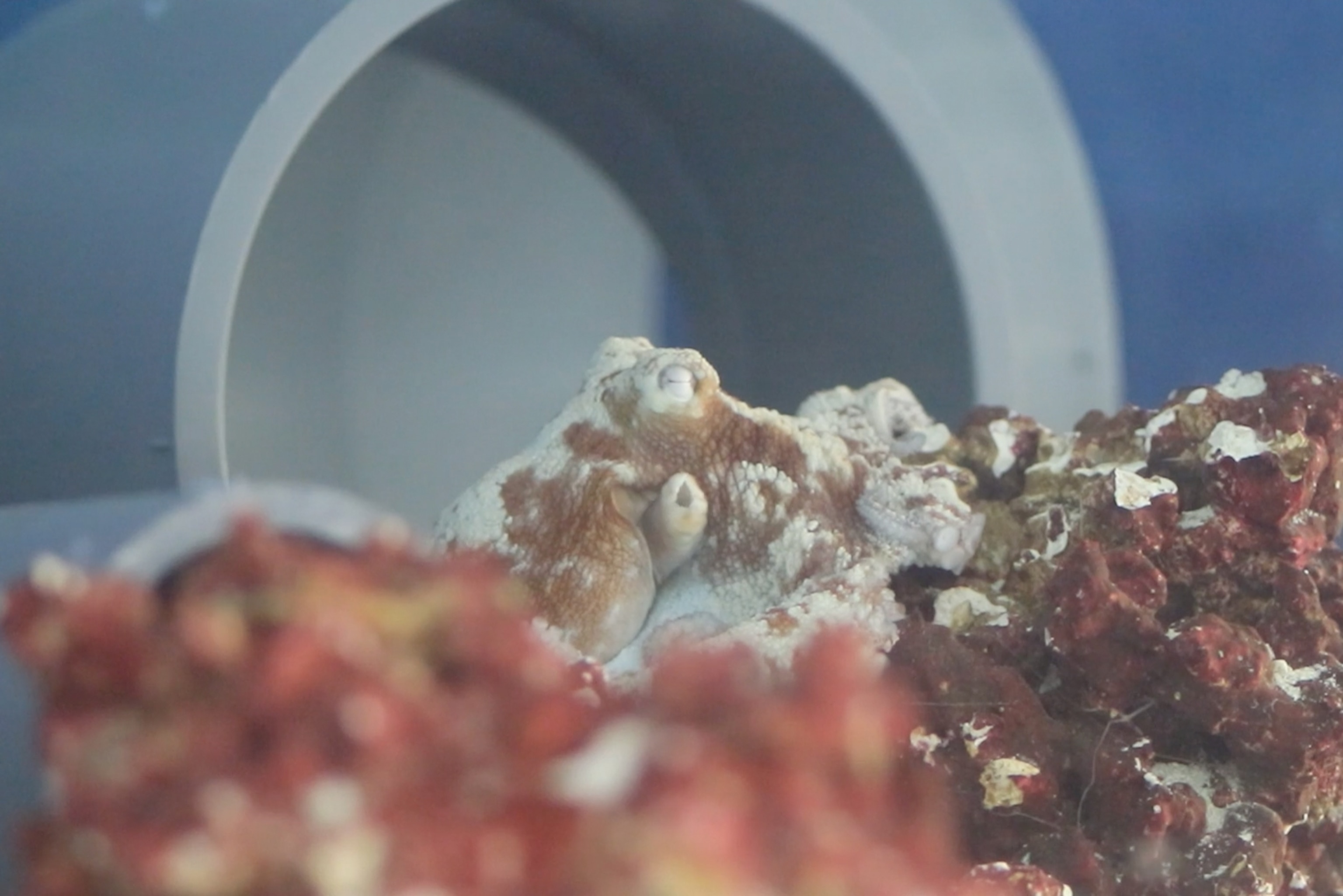 A sleeping octopus has is seen laying still atop a piece of coral.
