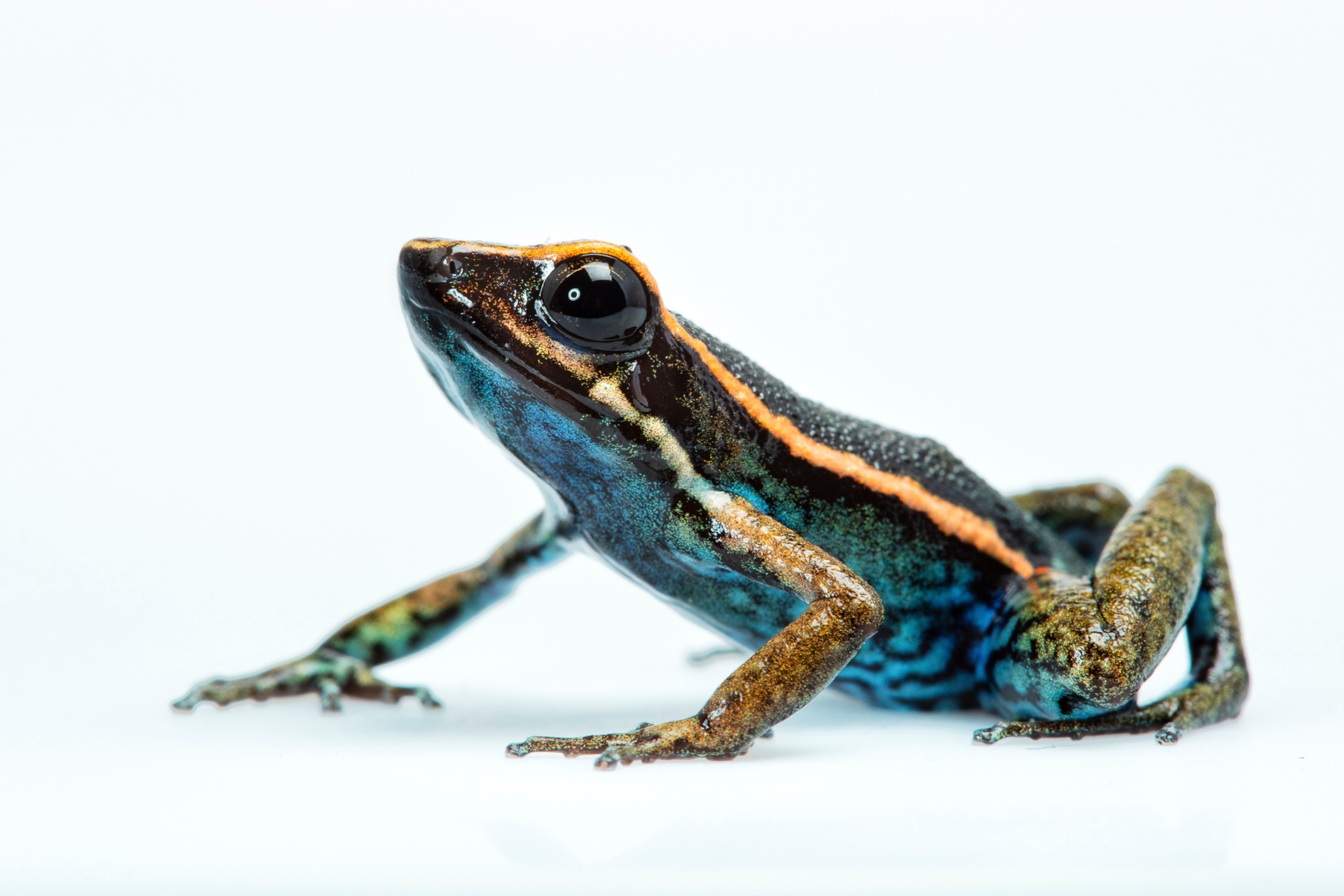 Peruvian dart frog