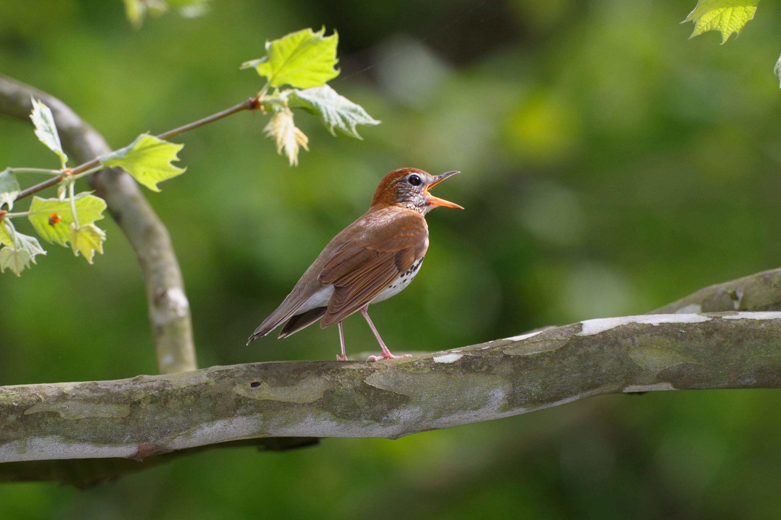 a male wood thrush on a branch