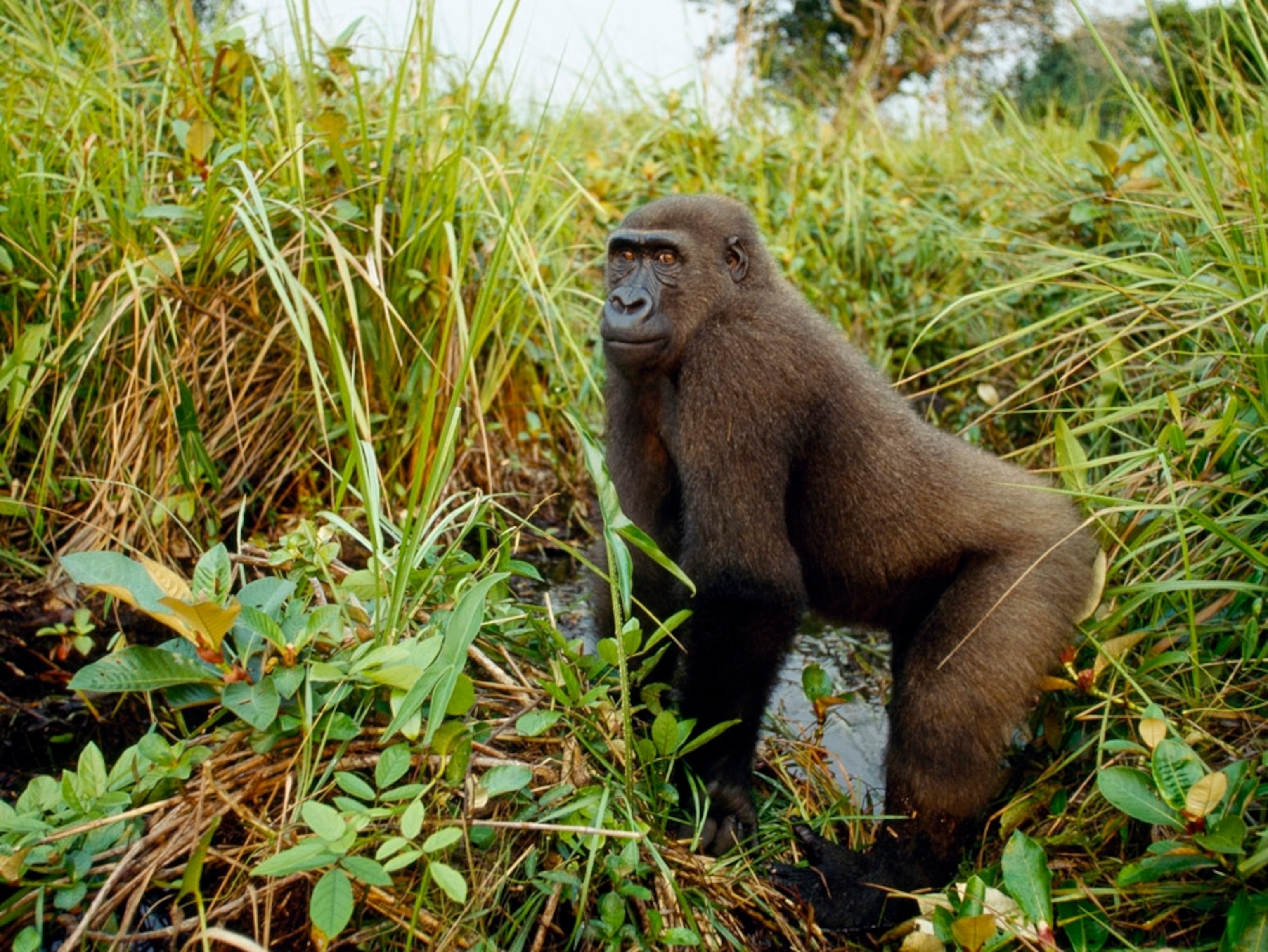 Kabo, a western lowland gorilla pauses along a trail.