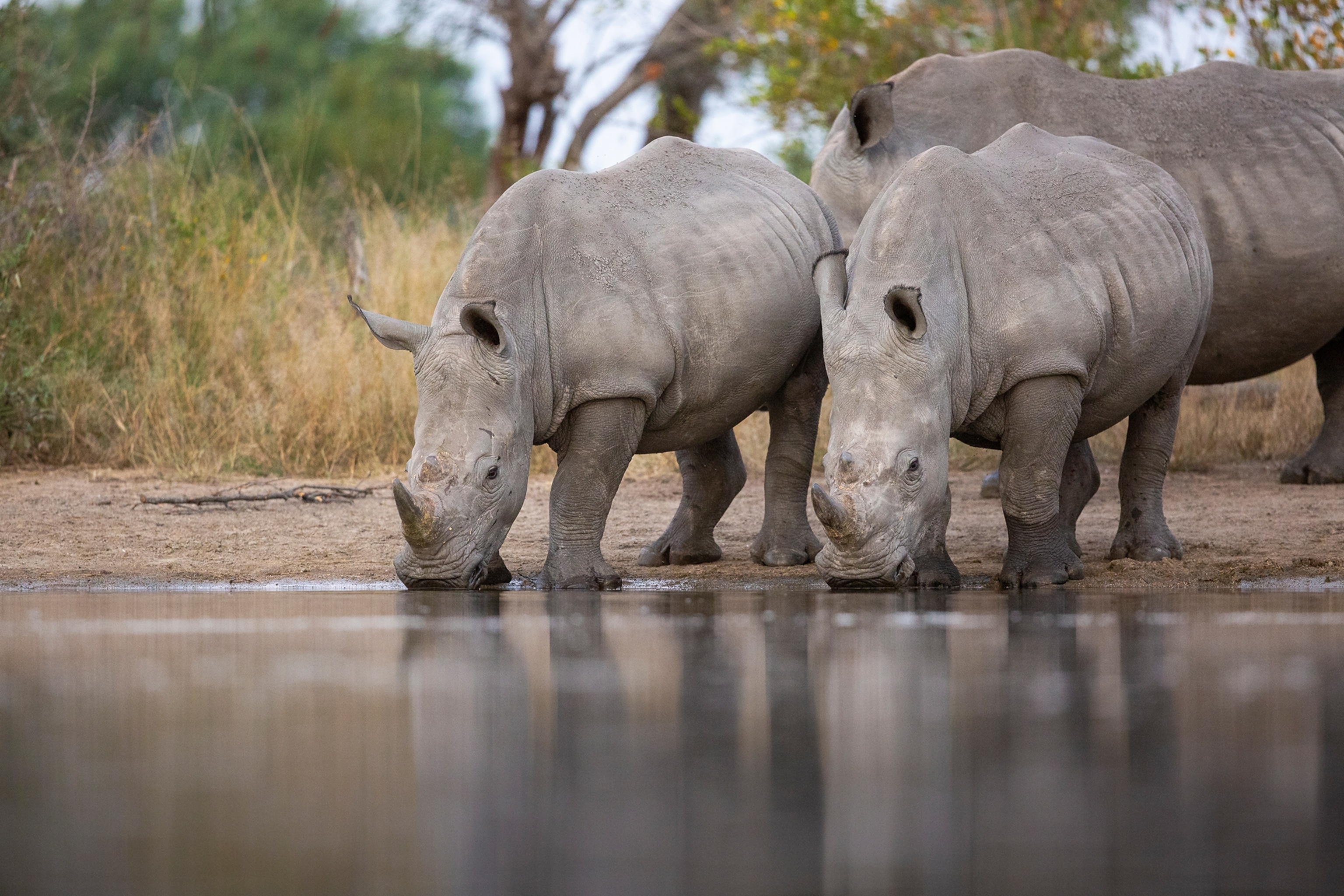 White rhinos drinking at a pool of water.