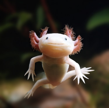 photo of an axolotl