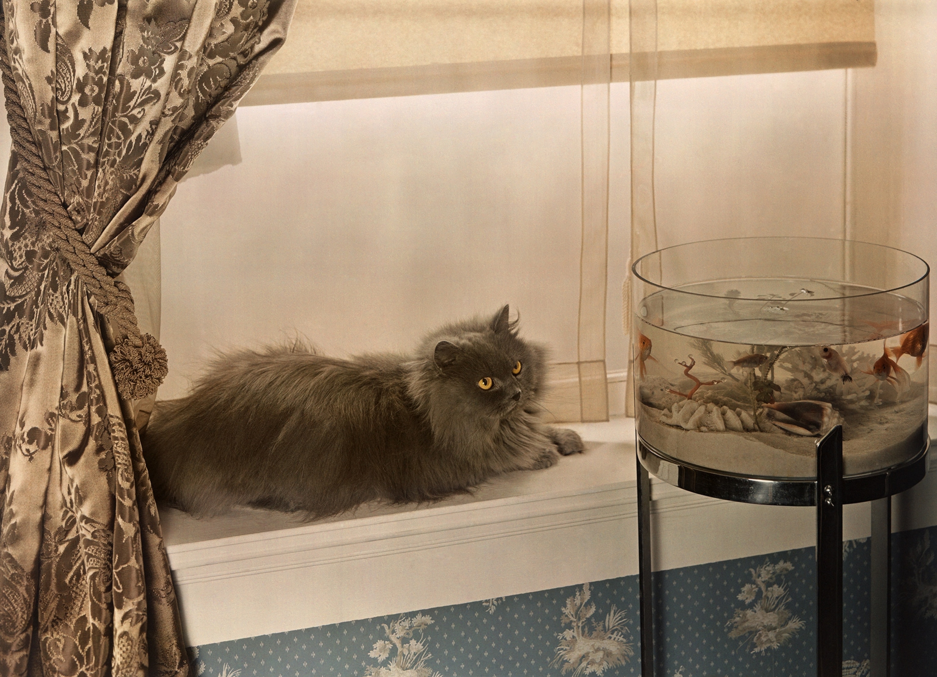 Cat stares intently