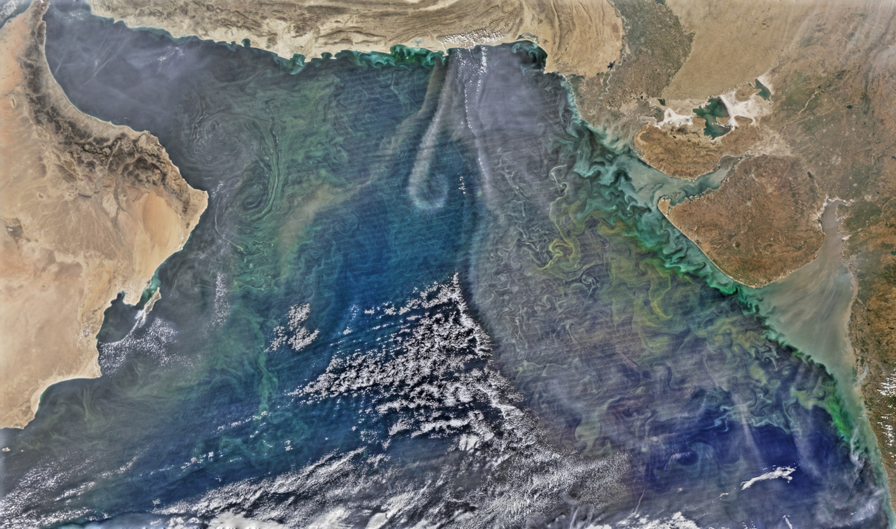concentrations of phytoplankton in the Arabian Sea