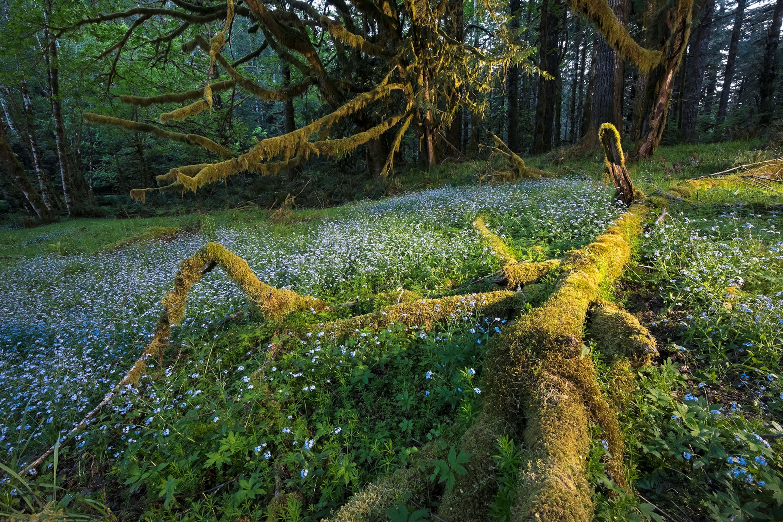 Spring flowers bloom in a green and mossy forest in Washington's Olympic National Park in golden light
