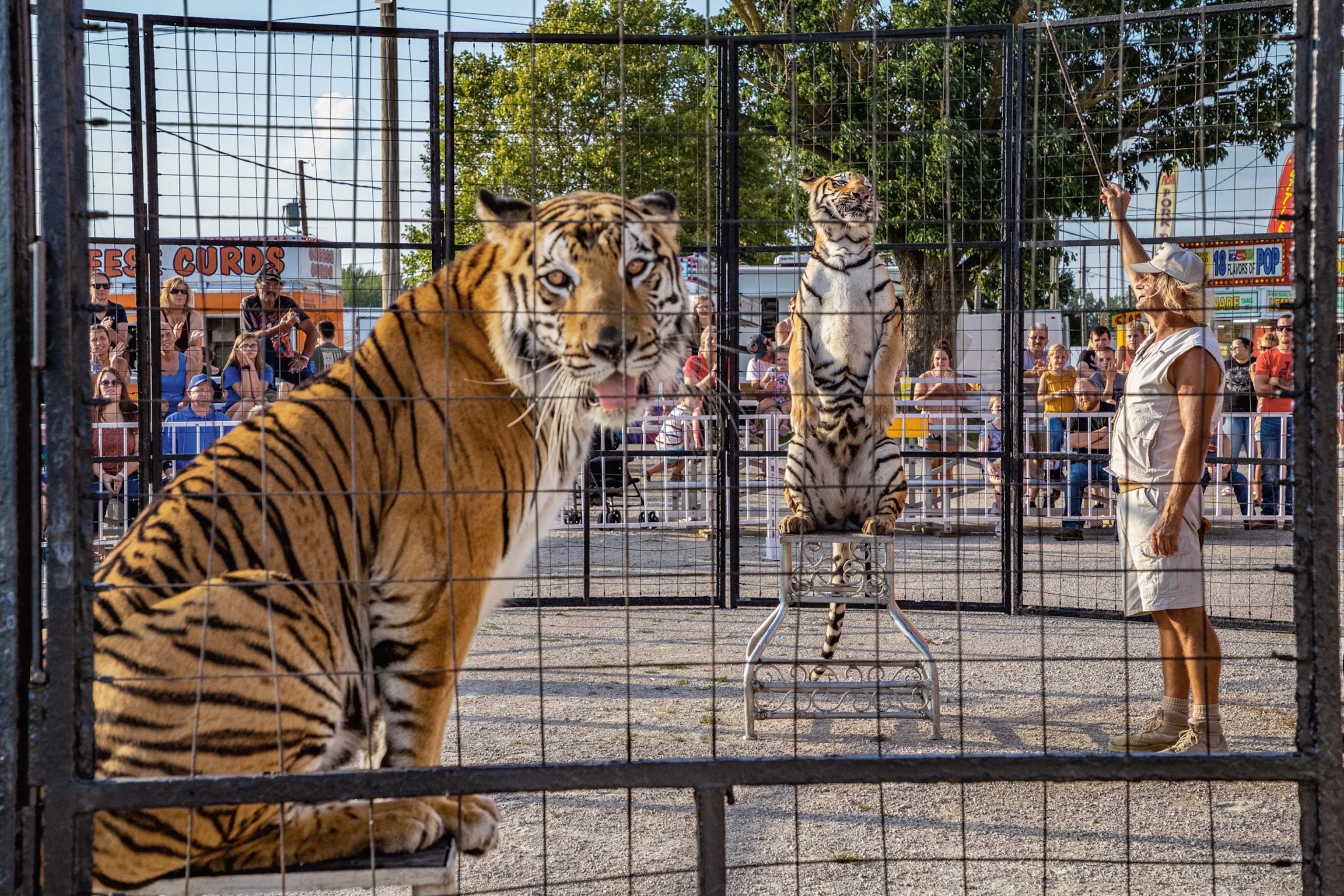 two tigers on pedestals within an outdoor circus fence