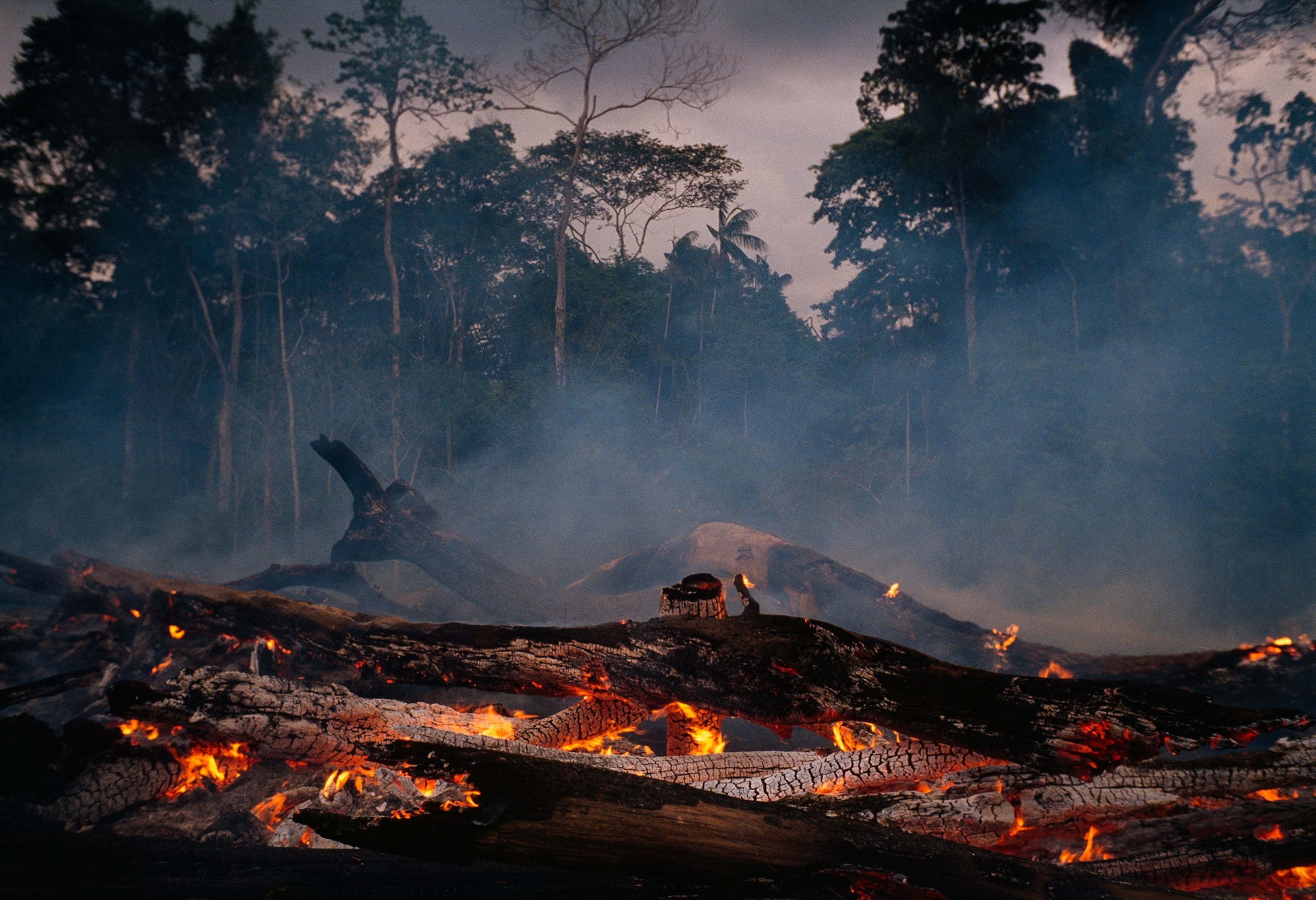 a forest burn