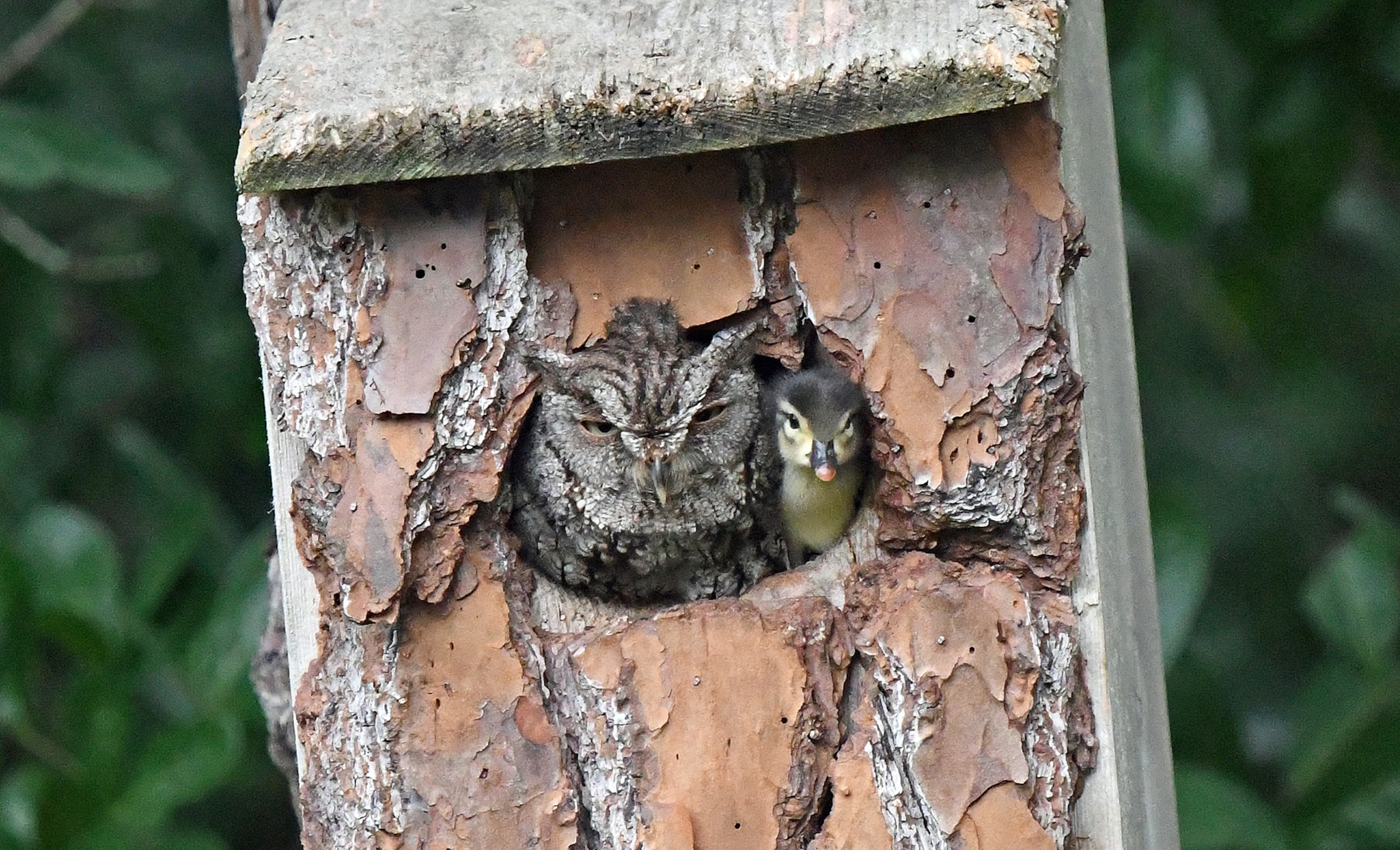 a screech owl and duckling